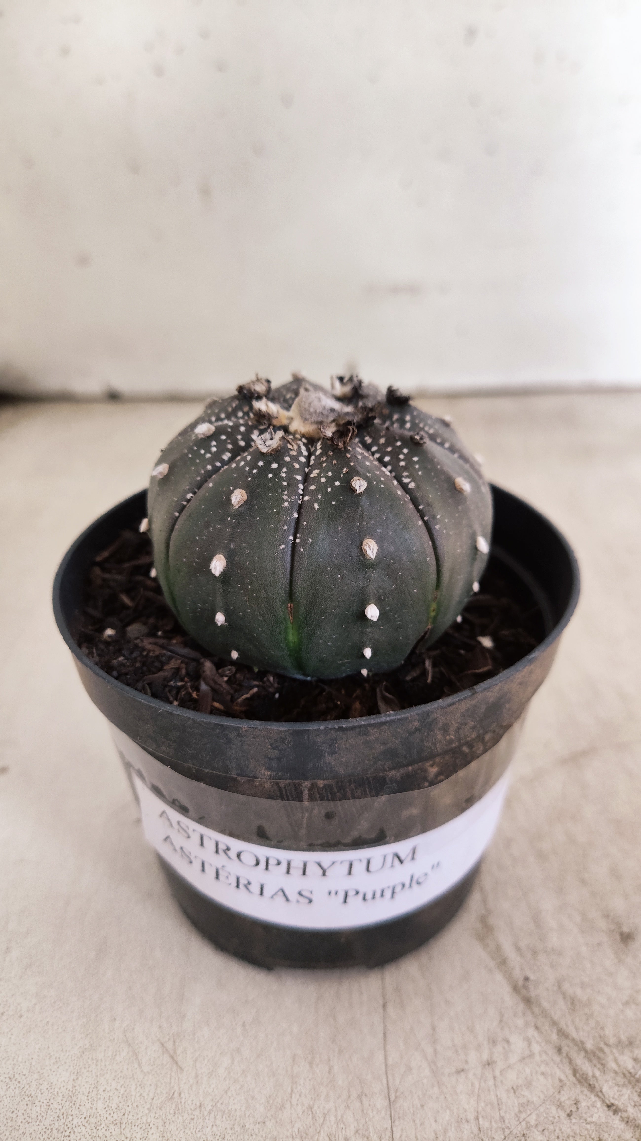 MATRIZ ASTROPHYTUM ASTERIAS “Purple”  Nº 1220 – vaso 09