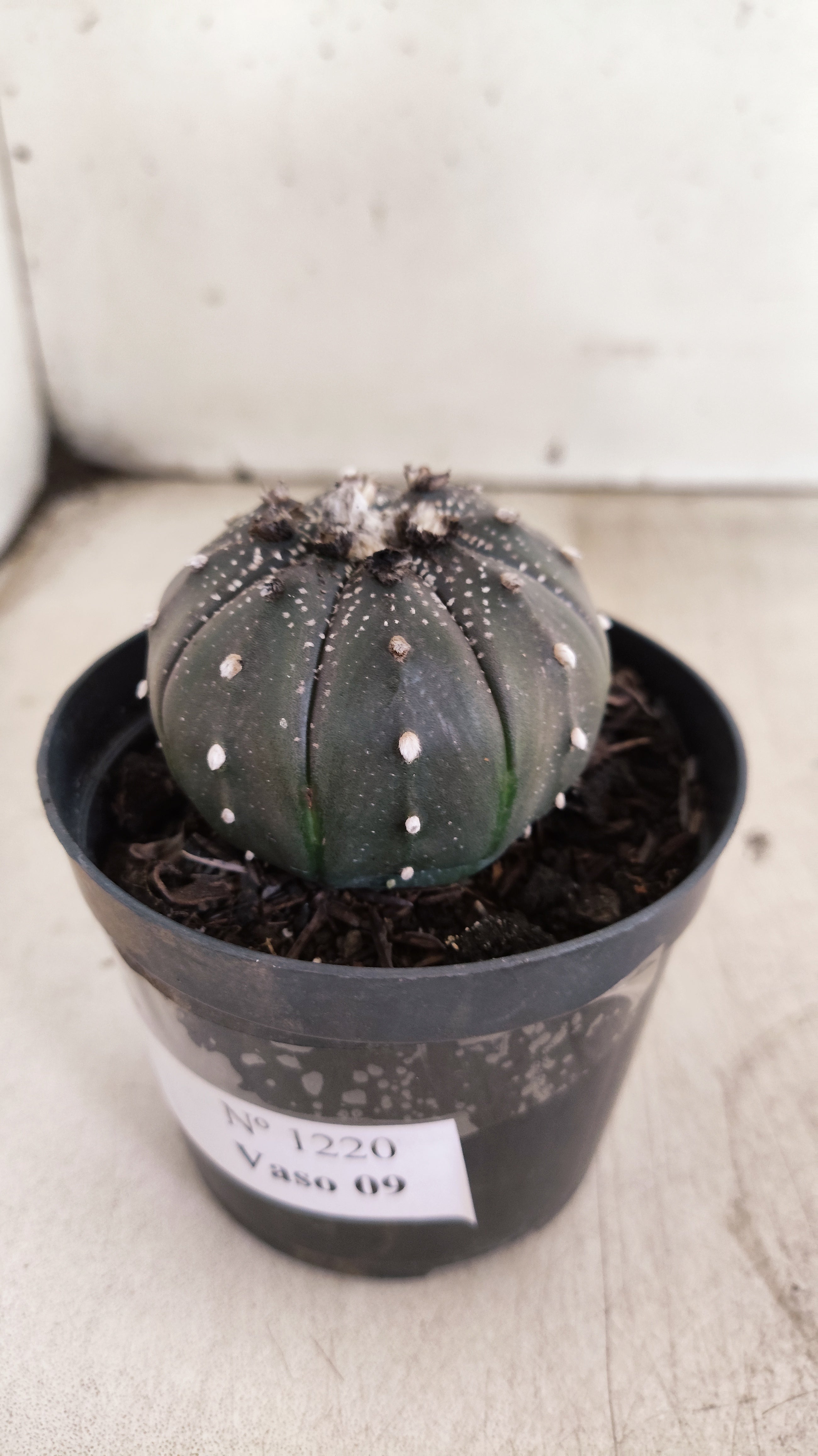 MATRIZ ASTROPHYTUM ASTERIAS “Purple”  Nº 1220 – vaso 09