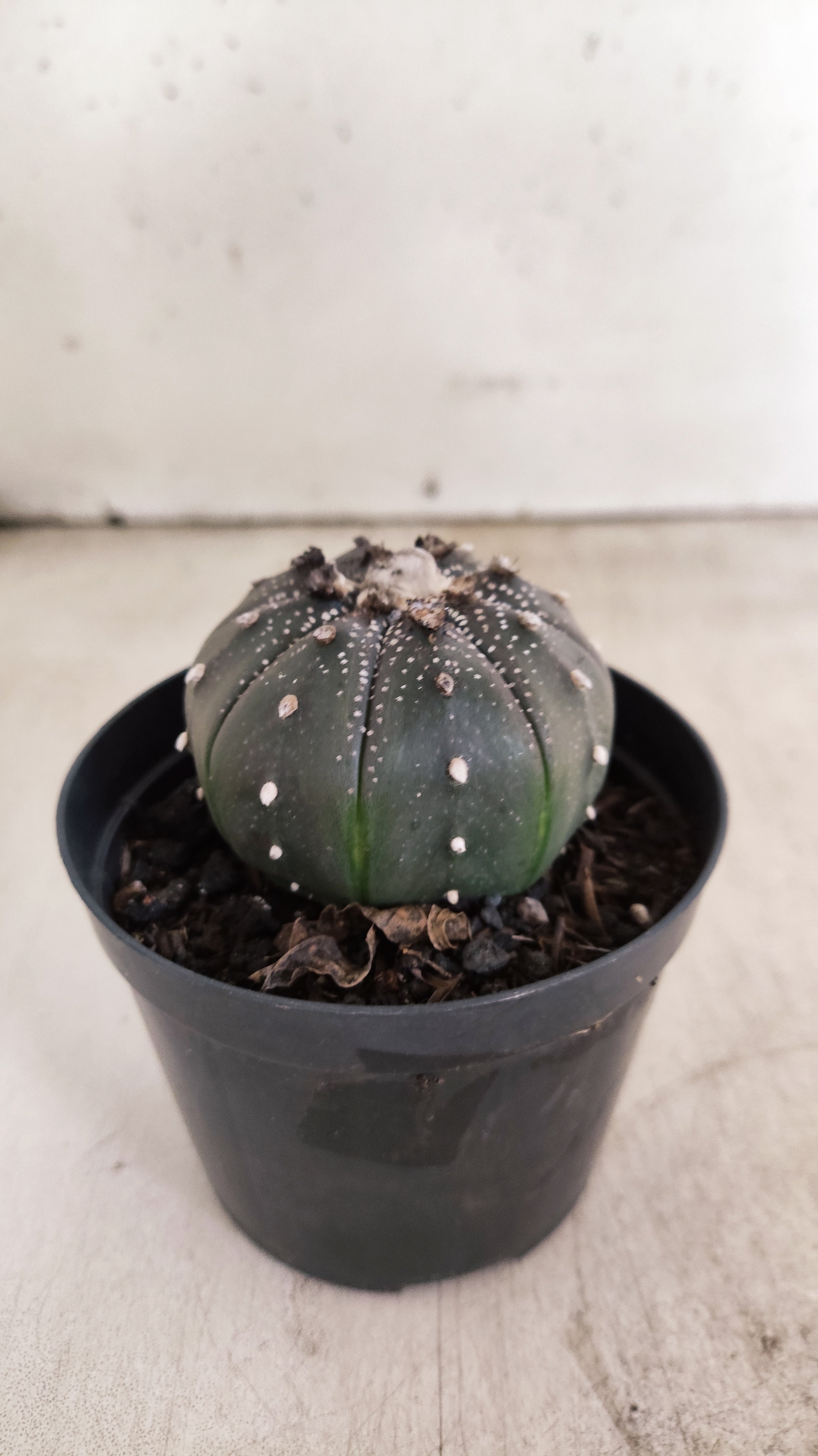 MATRIZ ASTROPHYTUM ASTERIAS “Purple”  Nº 1220 – vaso 09