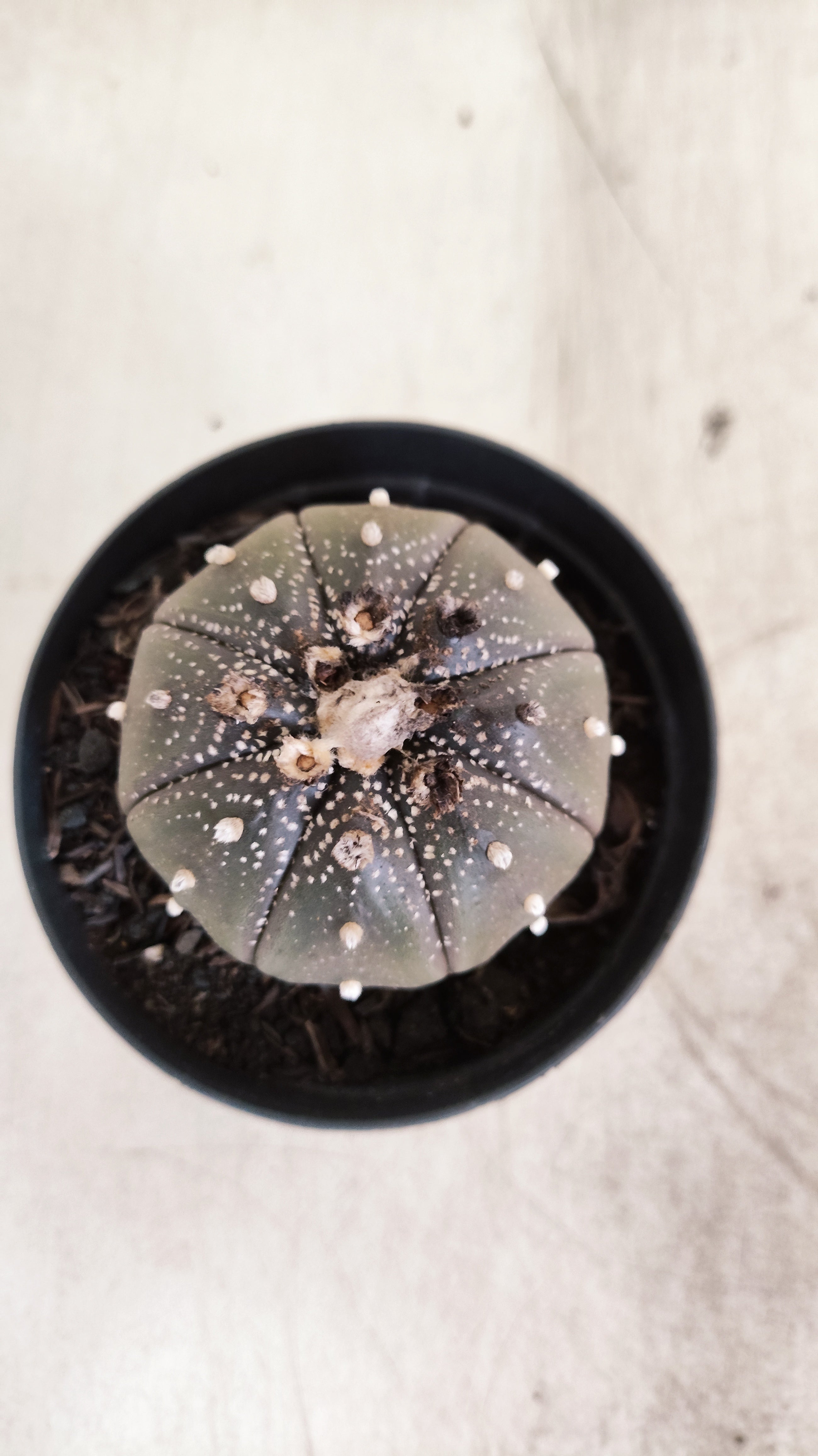 MATRIZ ASTROPHYTUM ASTERIAS “Purple”  Nº 1220 – vaso 09