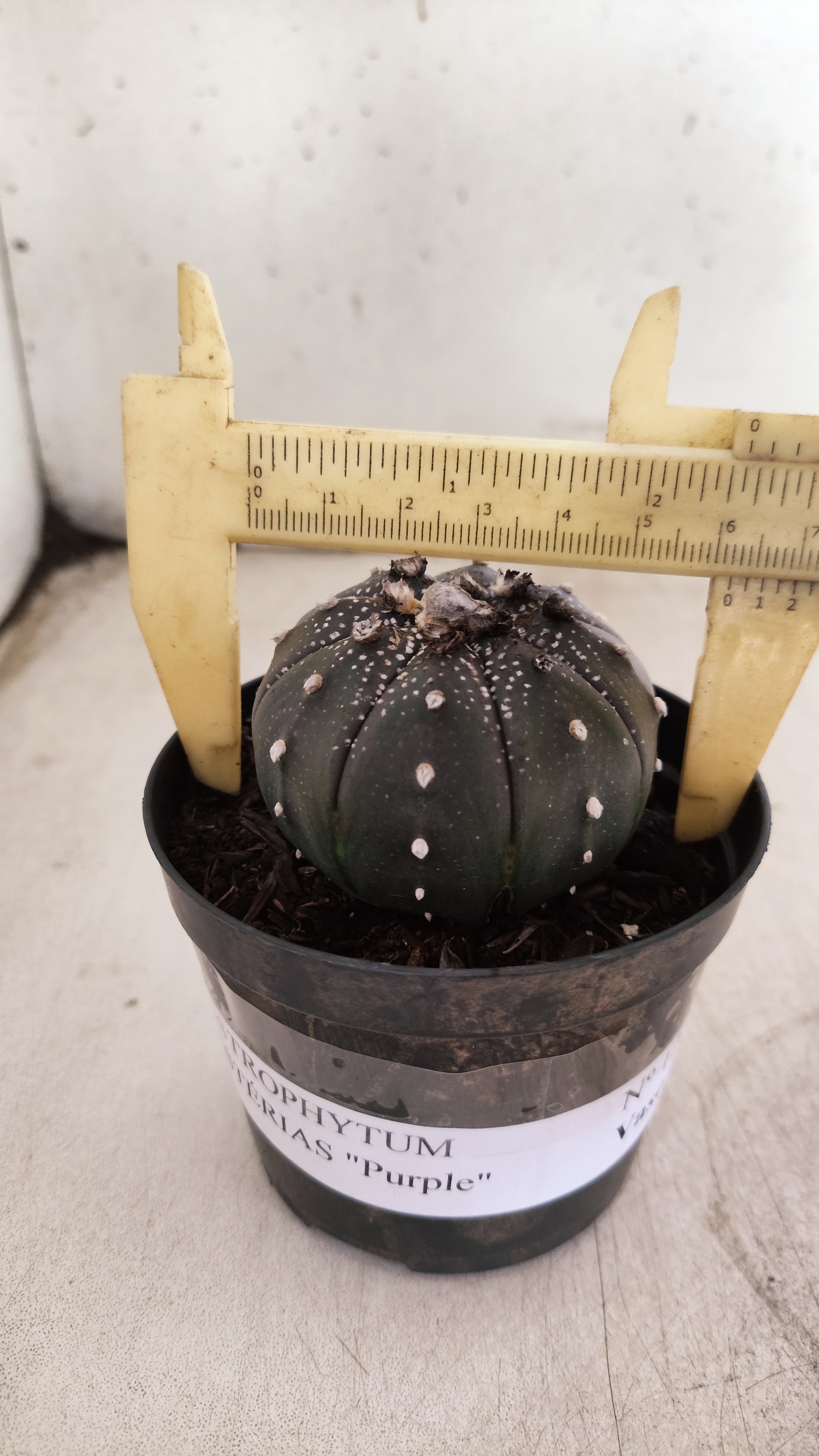 MATRIZ ASTROPHYTUM ASTERIAS “Purple”  Nº 1220 – vaso 09