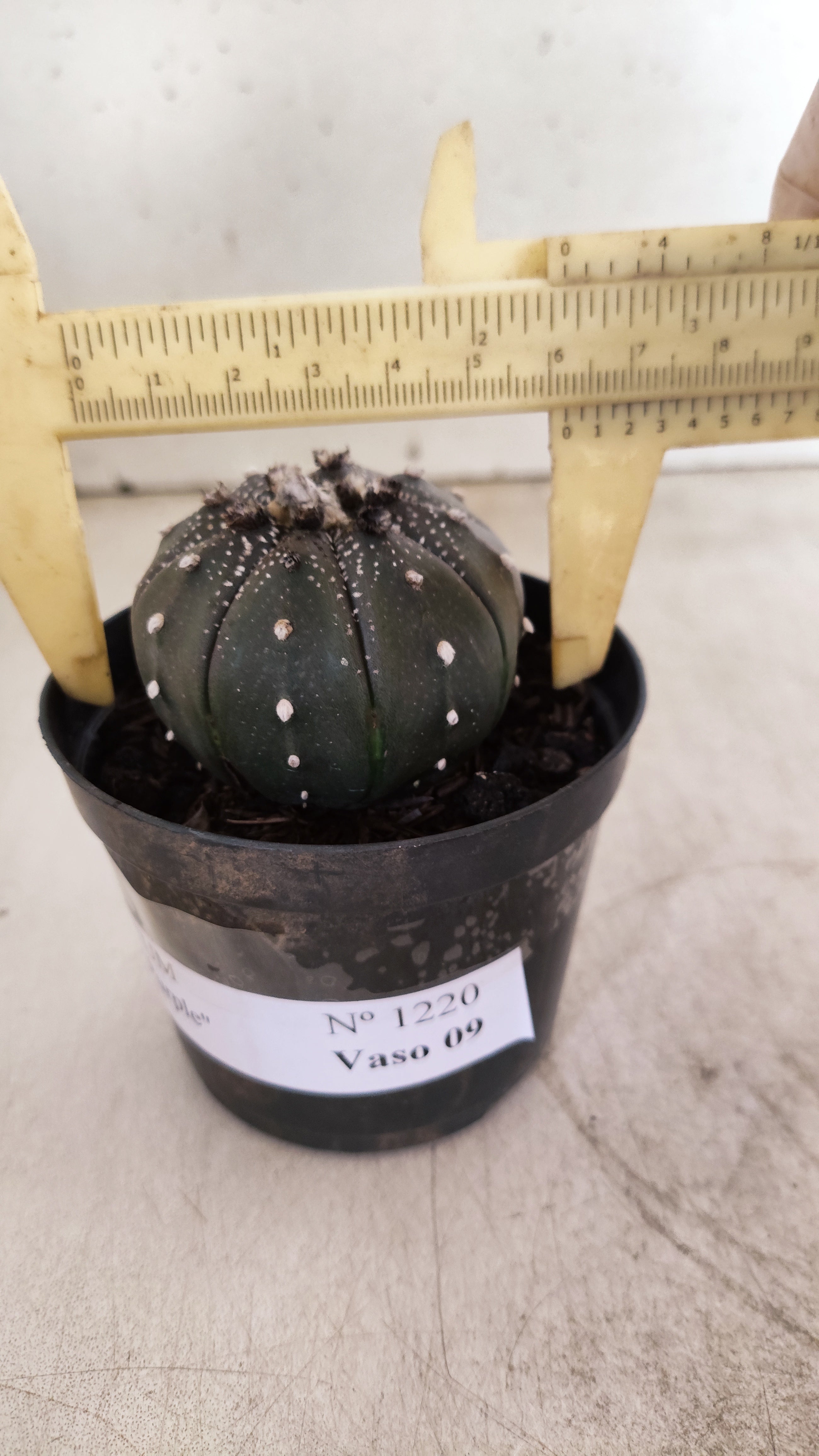 MATRIZ ASTROPHYTUM ASTERIAS “Purple”  Nº 1220 – vaso 09