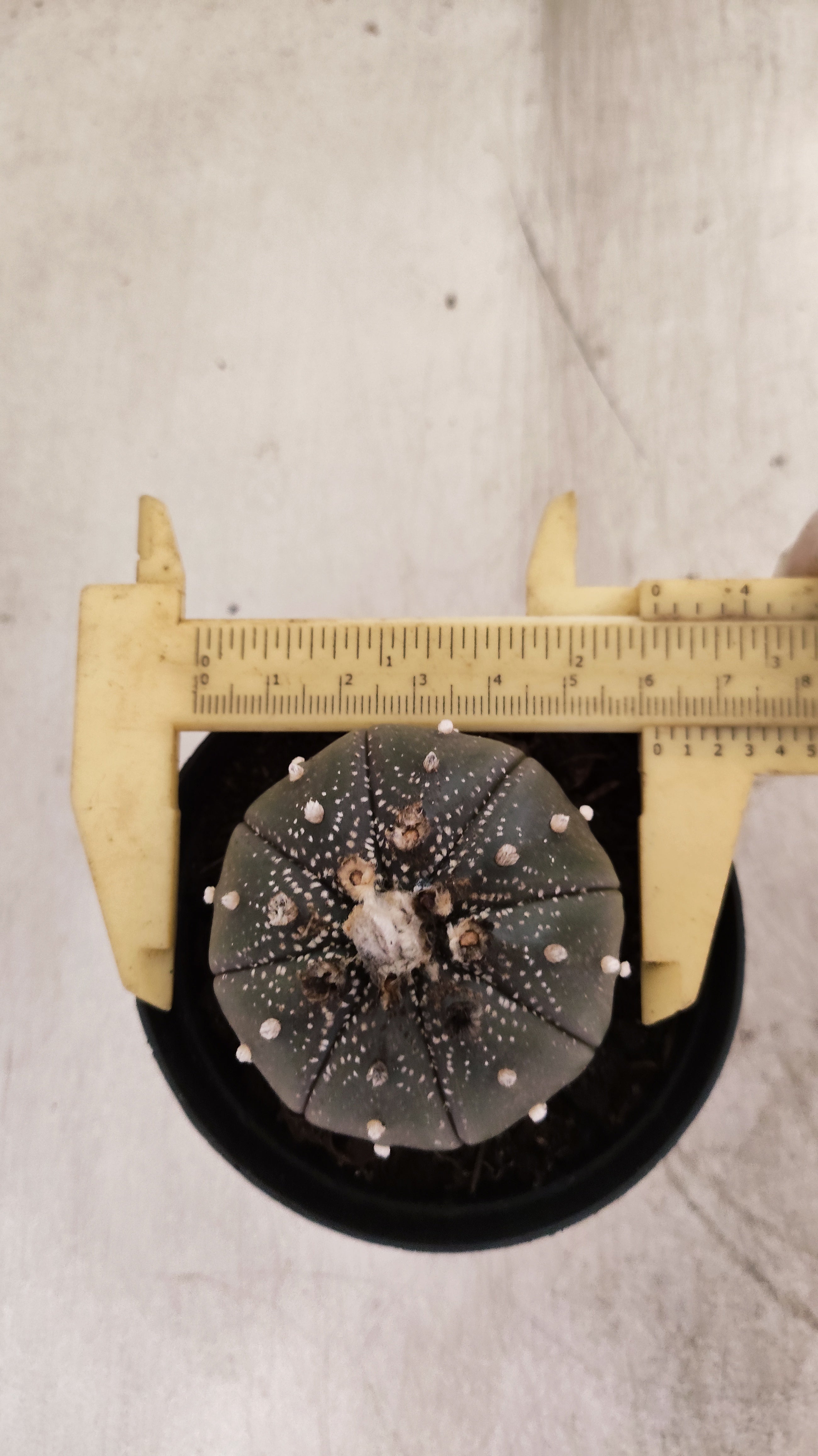 MATRIZ ASTROPHYTUM ASTERIAS “Purple”  Nº 1220 – vaso 09