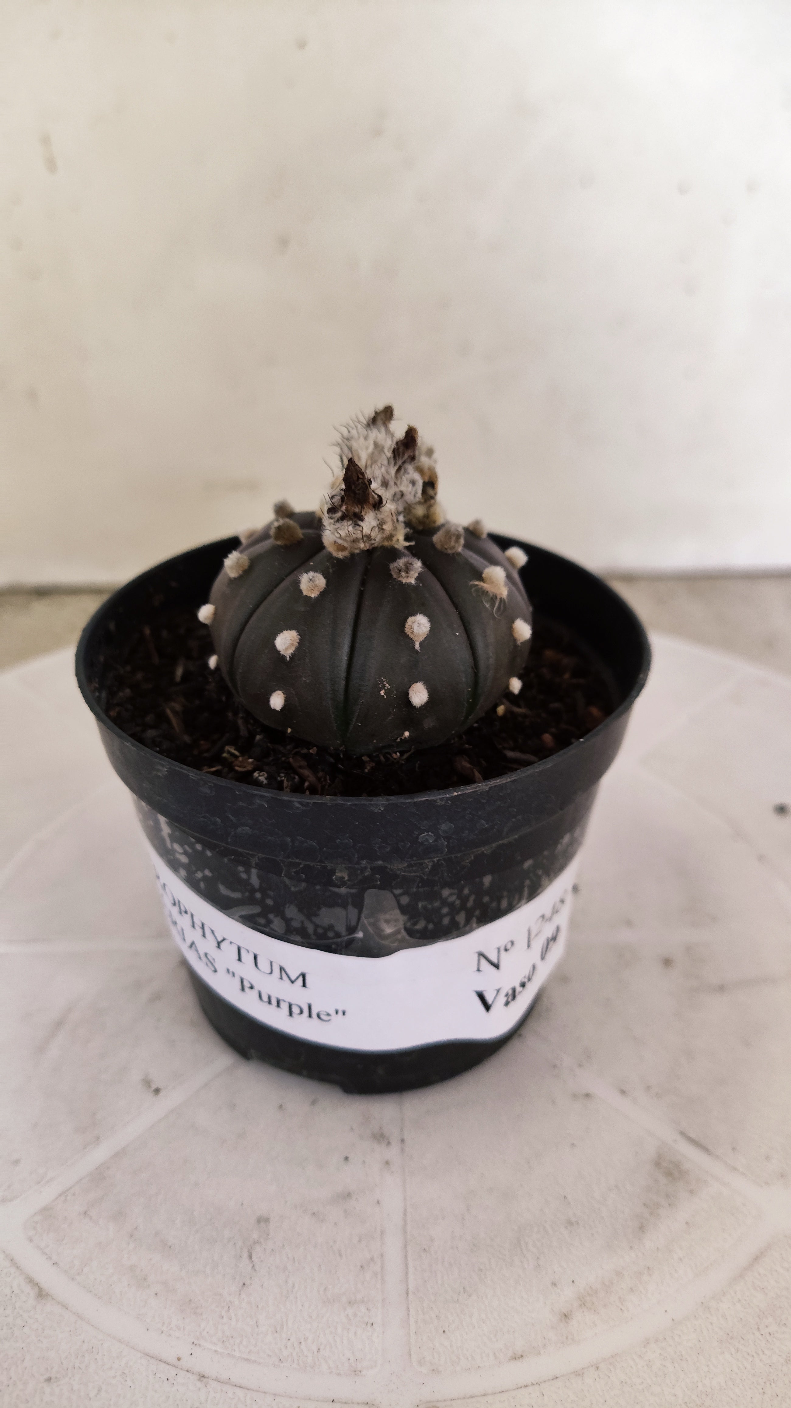 ASTROPHYTUM ASTERIAS “Purple”  Nº 1248 – vaso 09