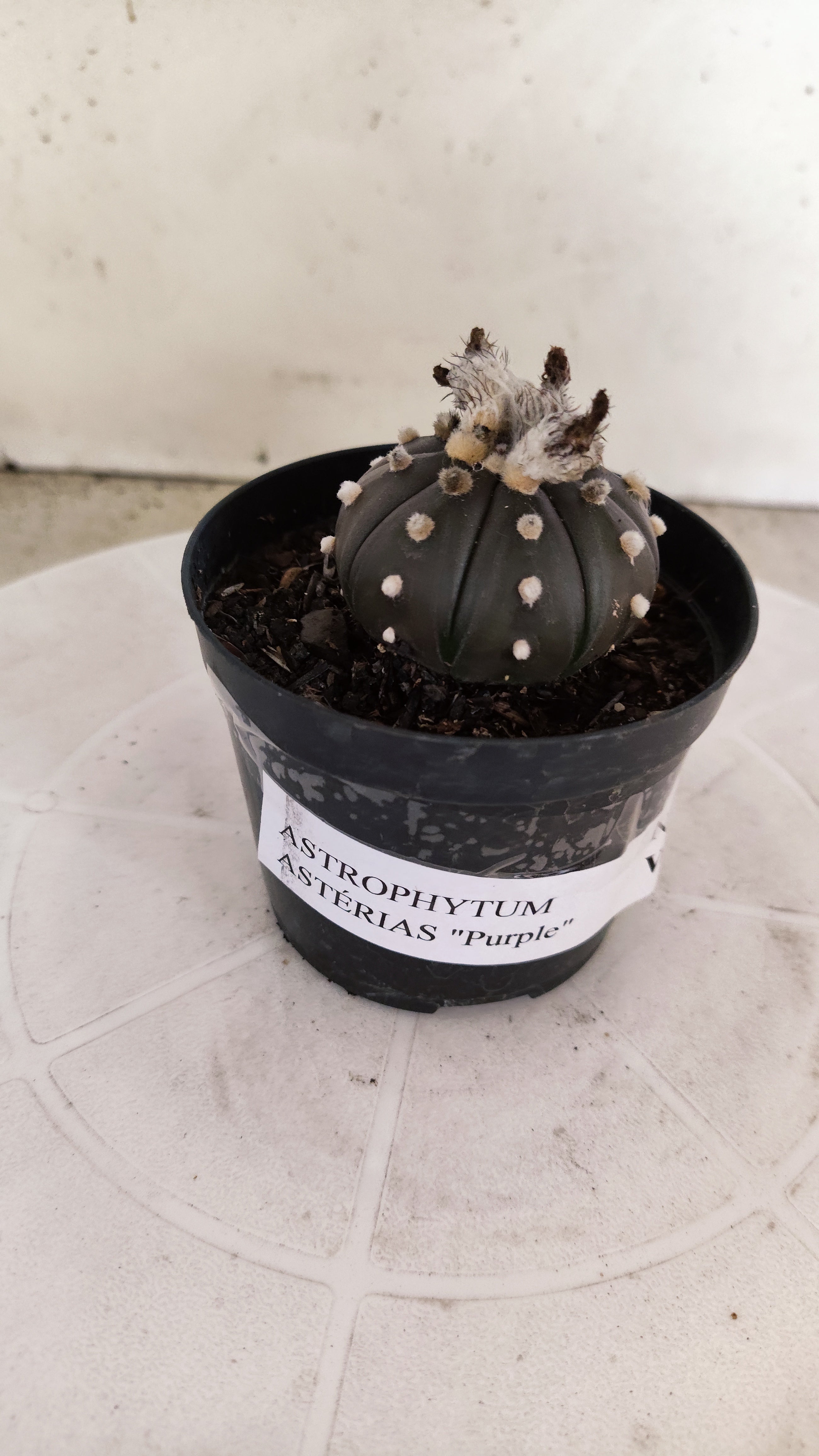 ASTROPHYTUM ASTERIAS “Purple”  Nº 1248 – vaso 09