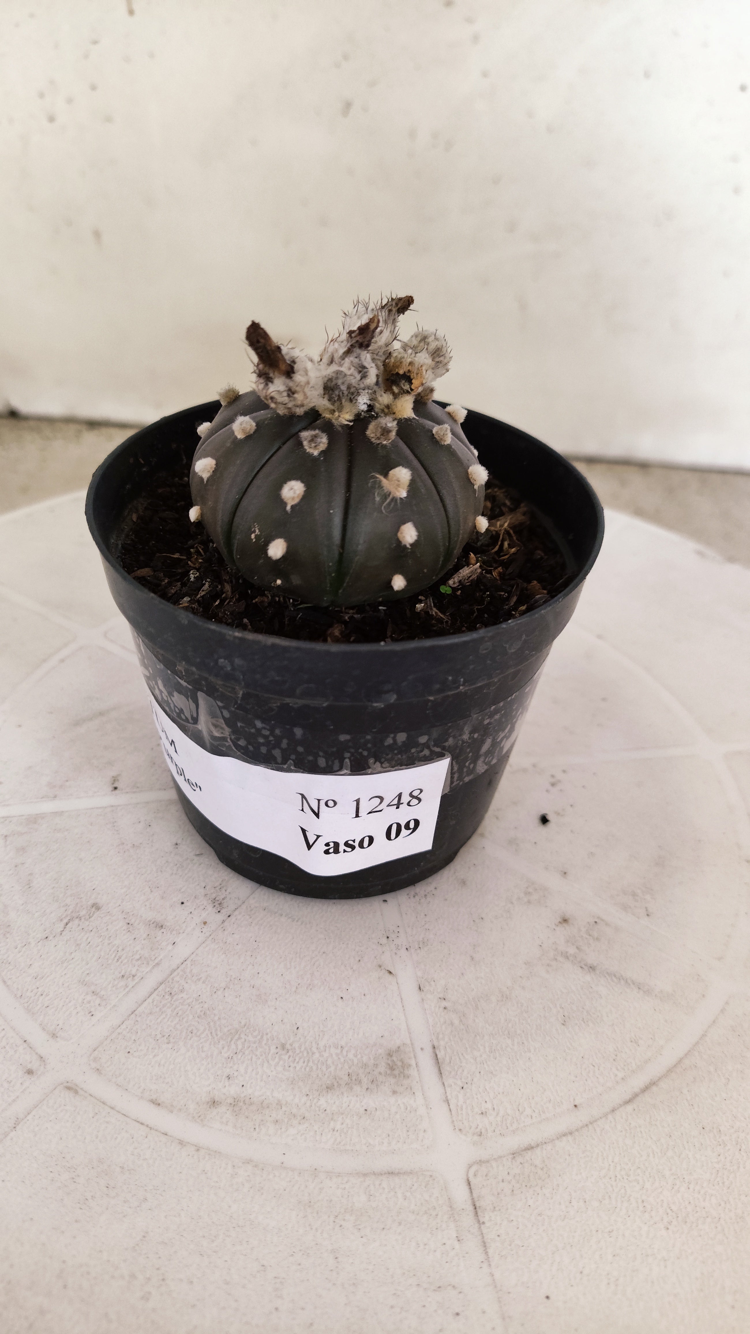 ASTROPHYTUM ASTERIAS “Purple”  Nº 1248 – vaso 09