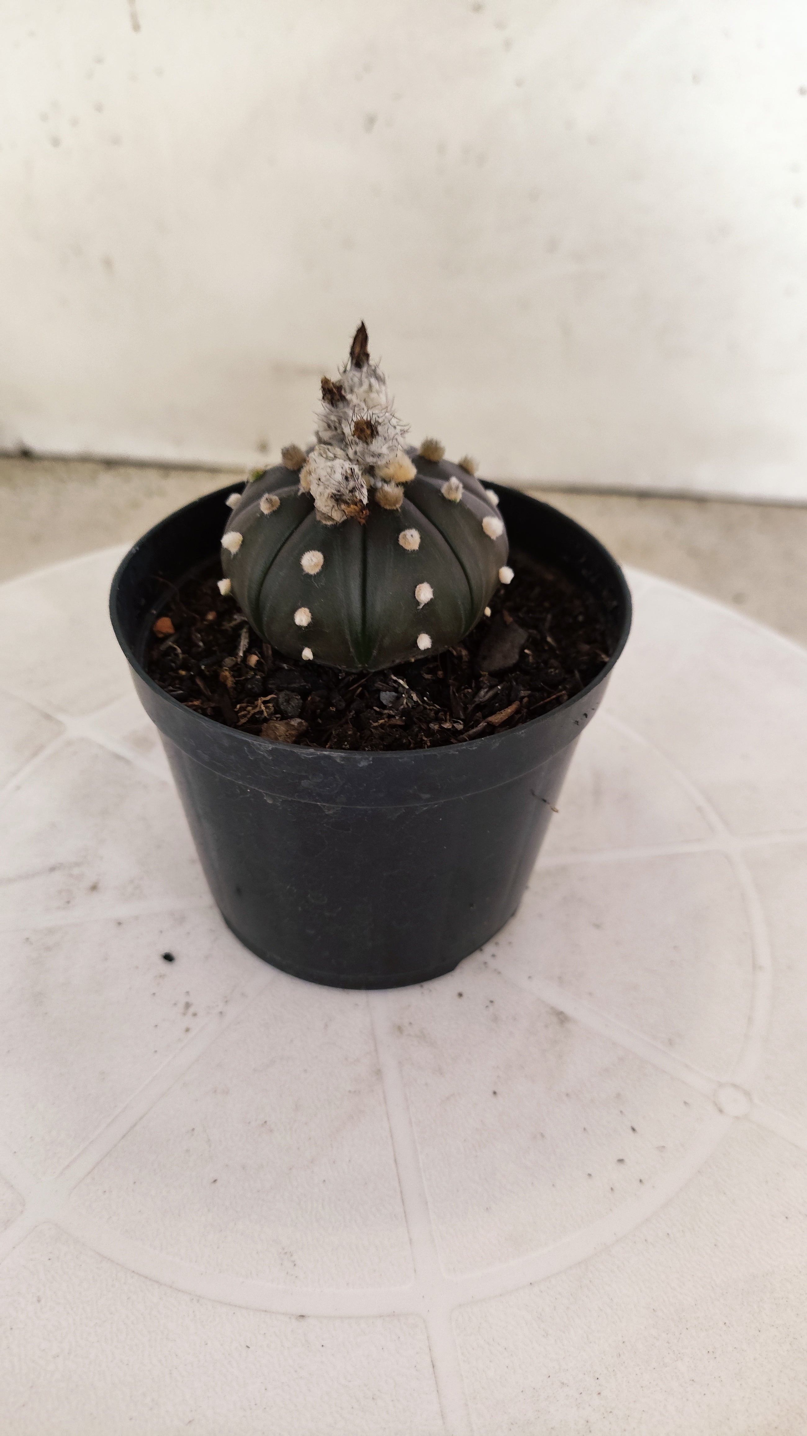 ASTROPHYTUM ASTERIAS “Purple”  Nº 1248 – vaso 09