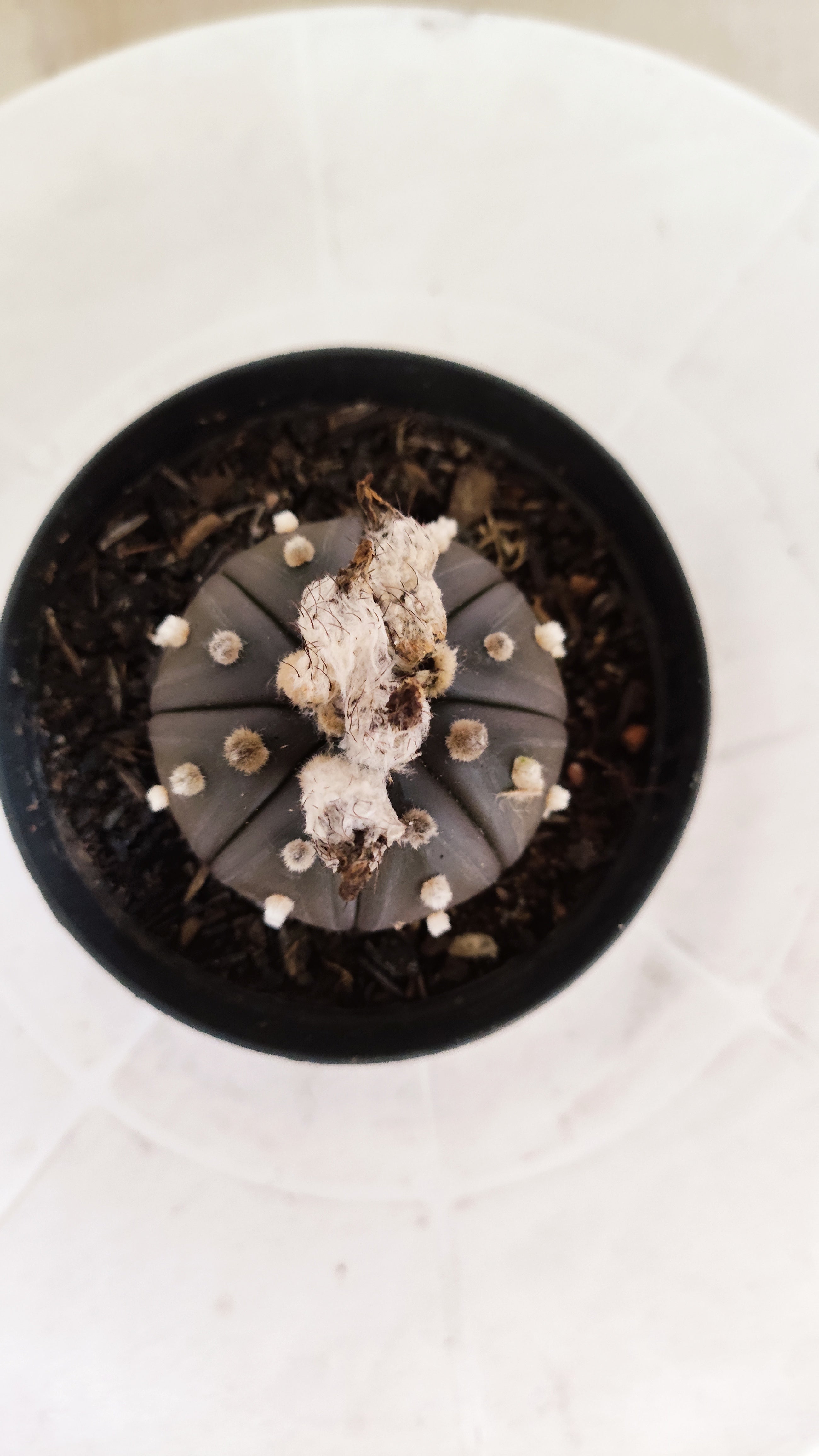 ASTROPHYTUM ASTERIAS “Purple”  Nº 1248 – vaso 09