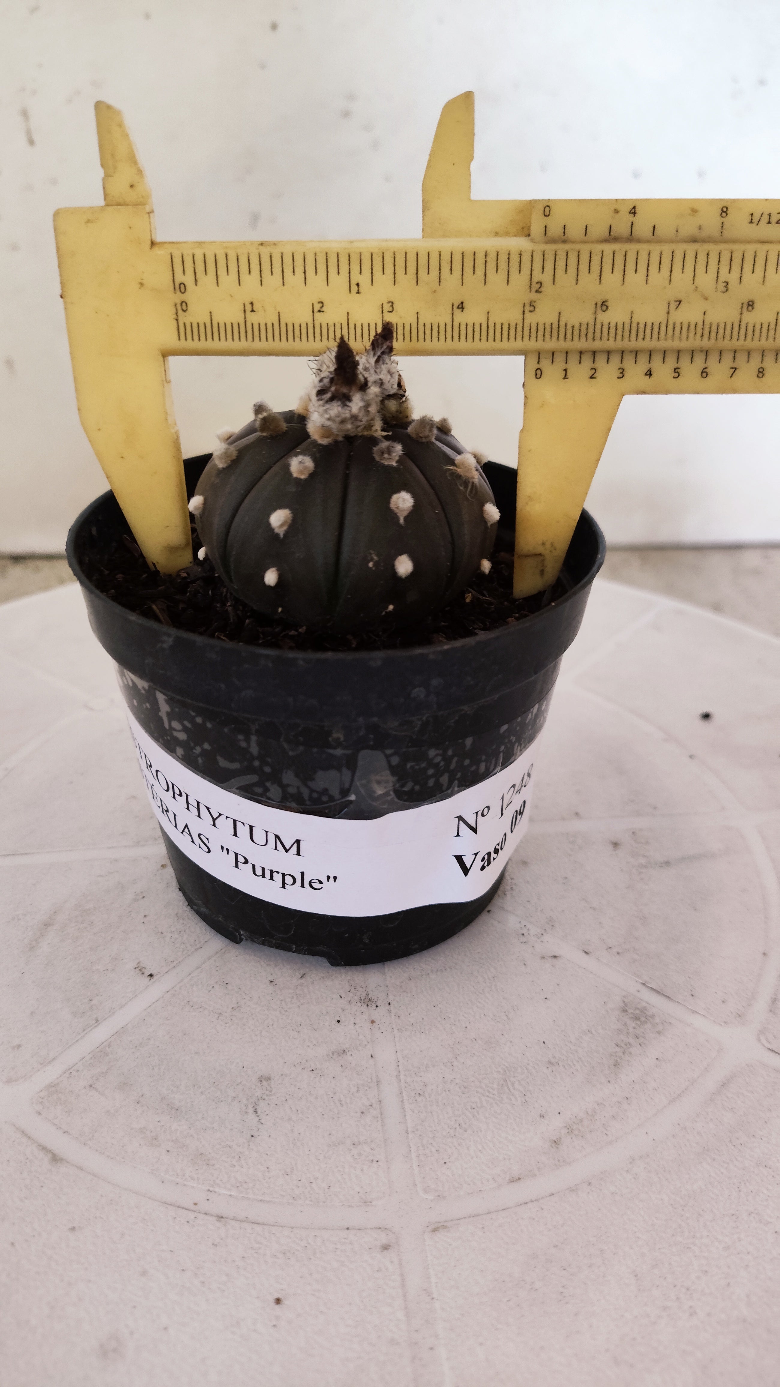 ASTROPHYTUM ASTERIAS “Purple”  Nº 1248 – vaso 09