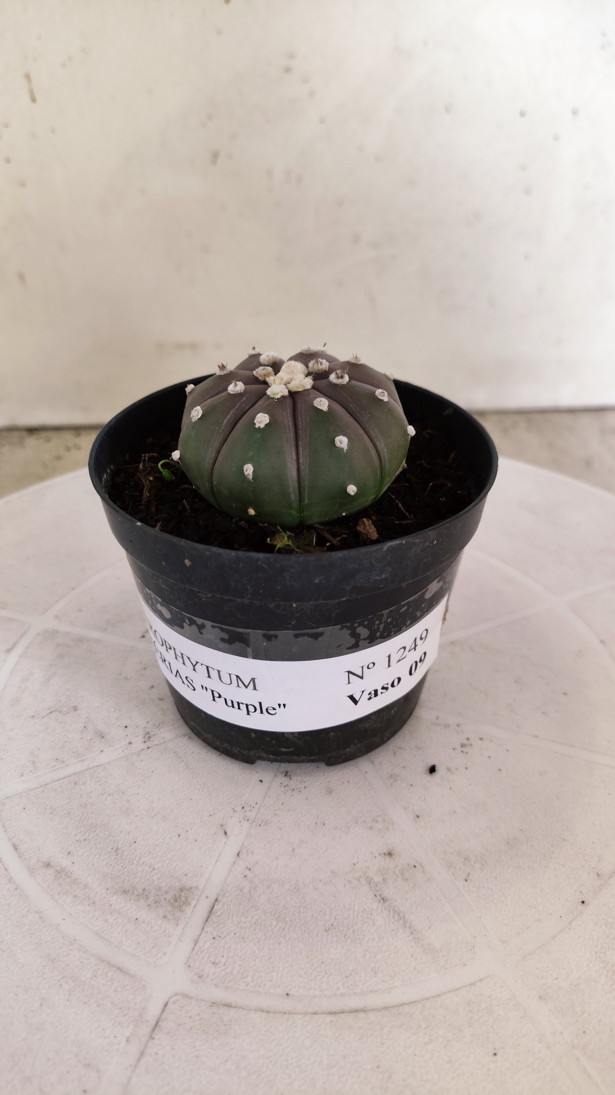 ASTROPHYTUM ASTERIAS “Purple”  Nº 1249 – vaso 09