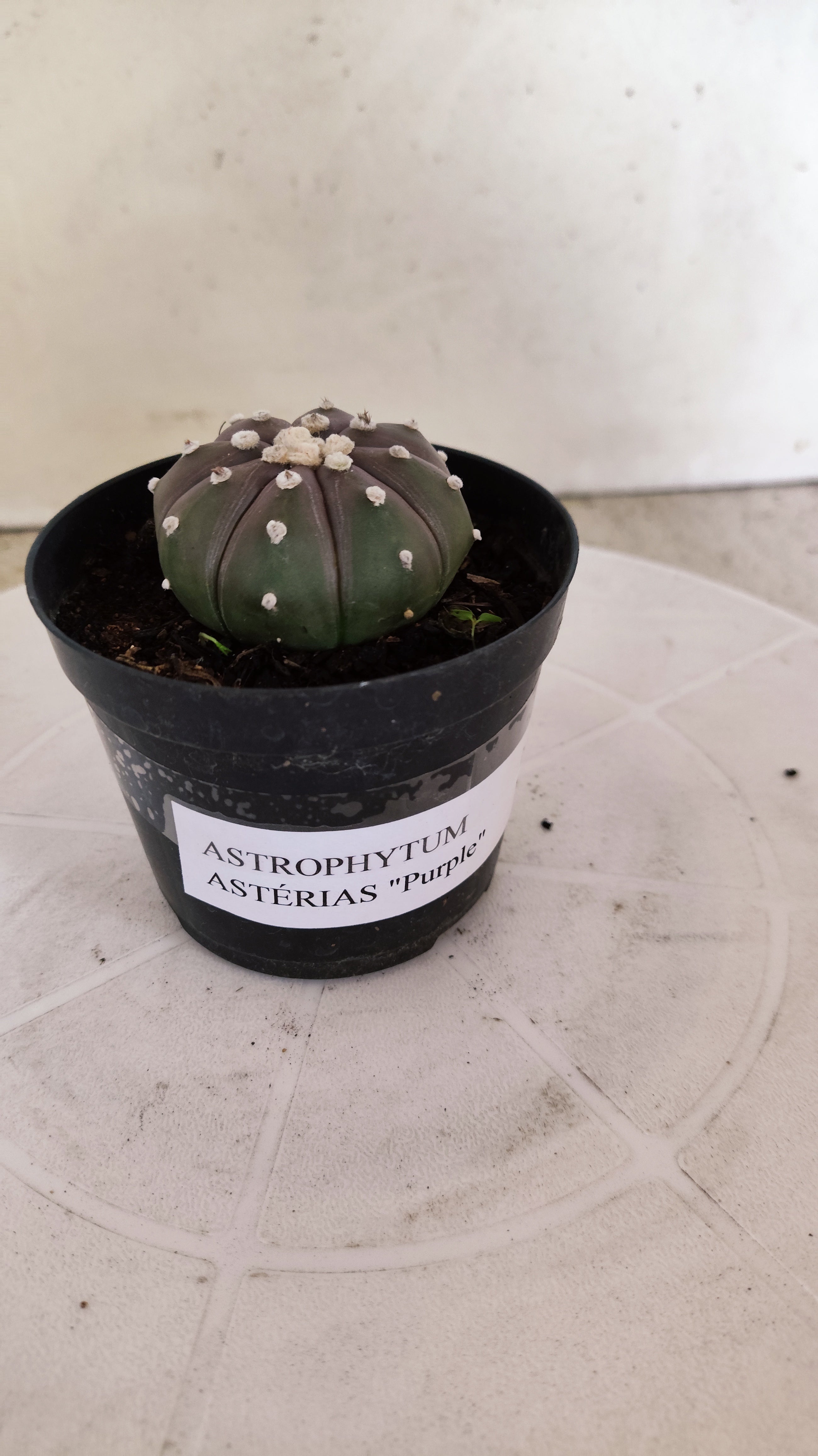 ASTROPHYTUM ASTERIAS “Purple”  Nº 1249 – vaso 09