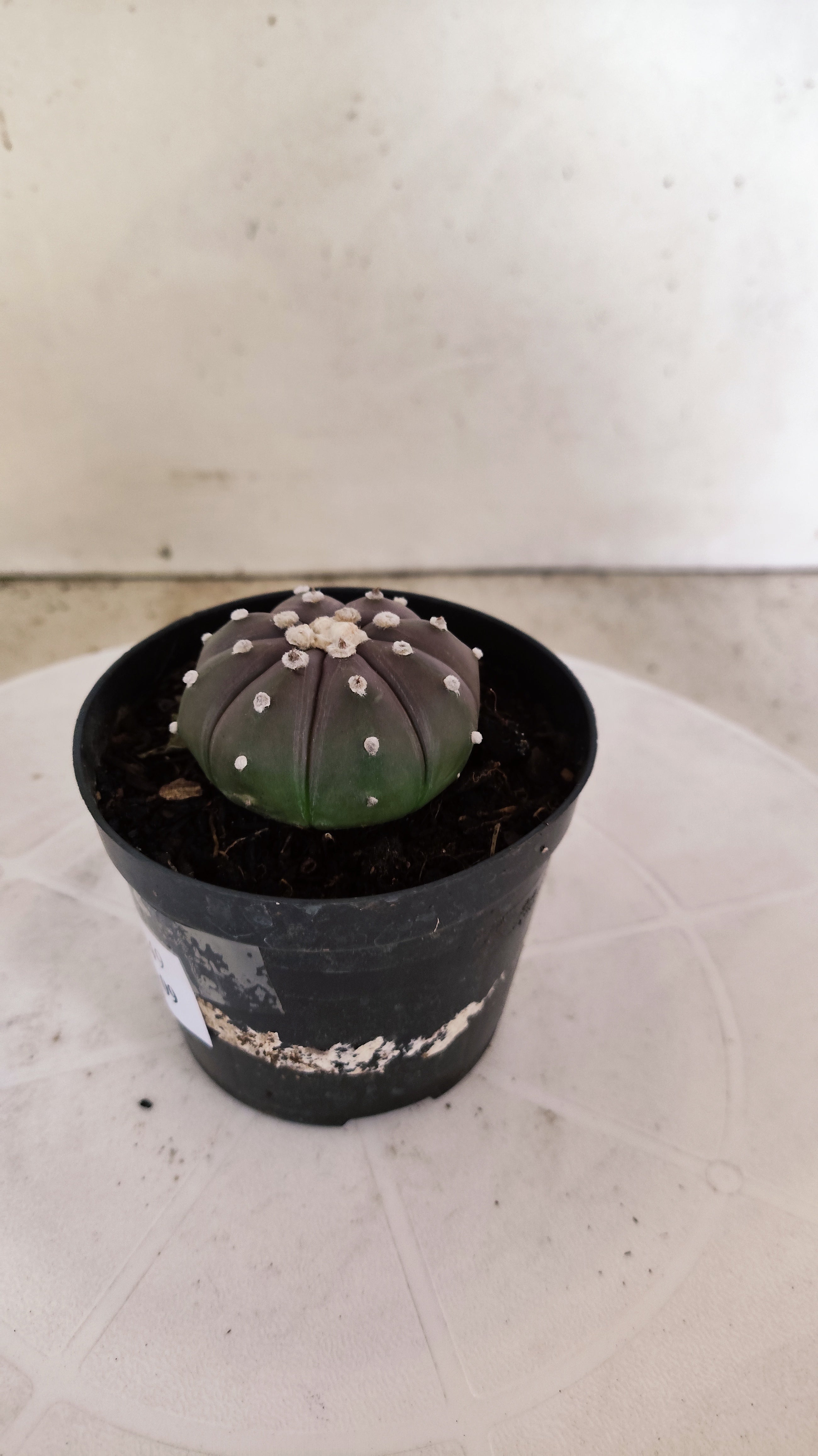 ASTROPHYTUM ASTERIAS “Purple”  Nº 1249 – vaso 09