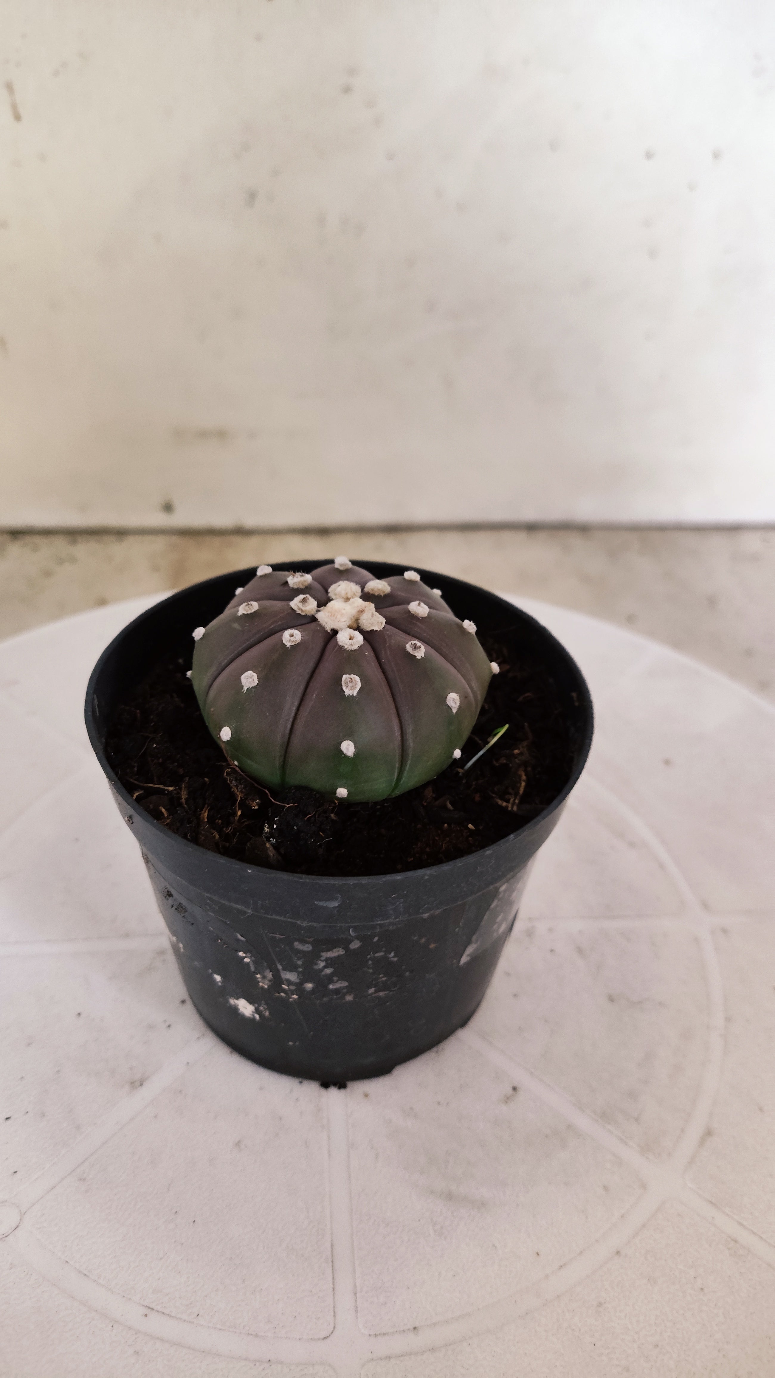 ASTROPHYTUM ASTERIAS “Purple”  Nº 1249 – vaso 09