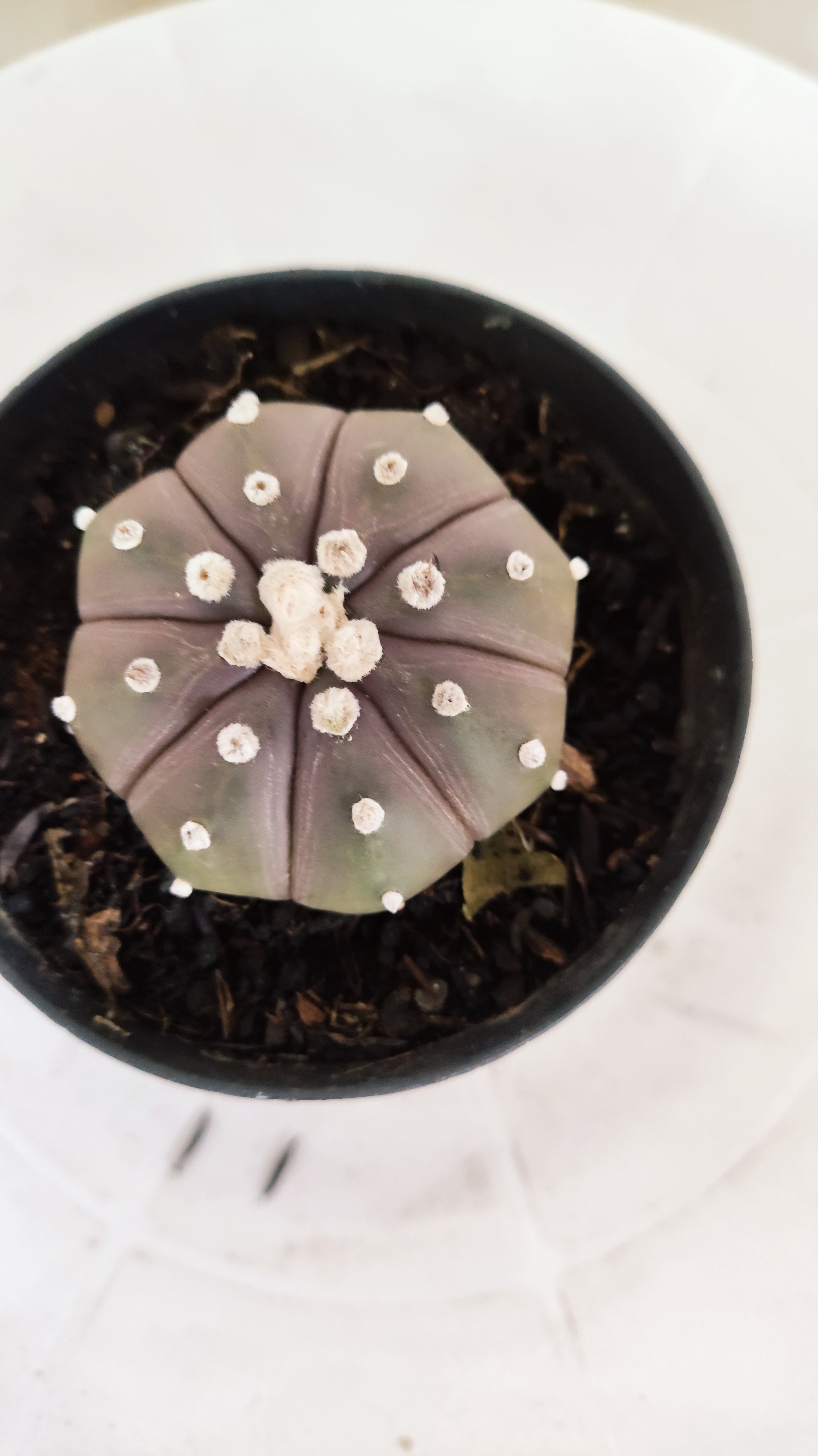 ASTROPHYTUM ASTERIAS “Purple”  Nº 1249 – vaso 09