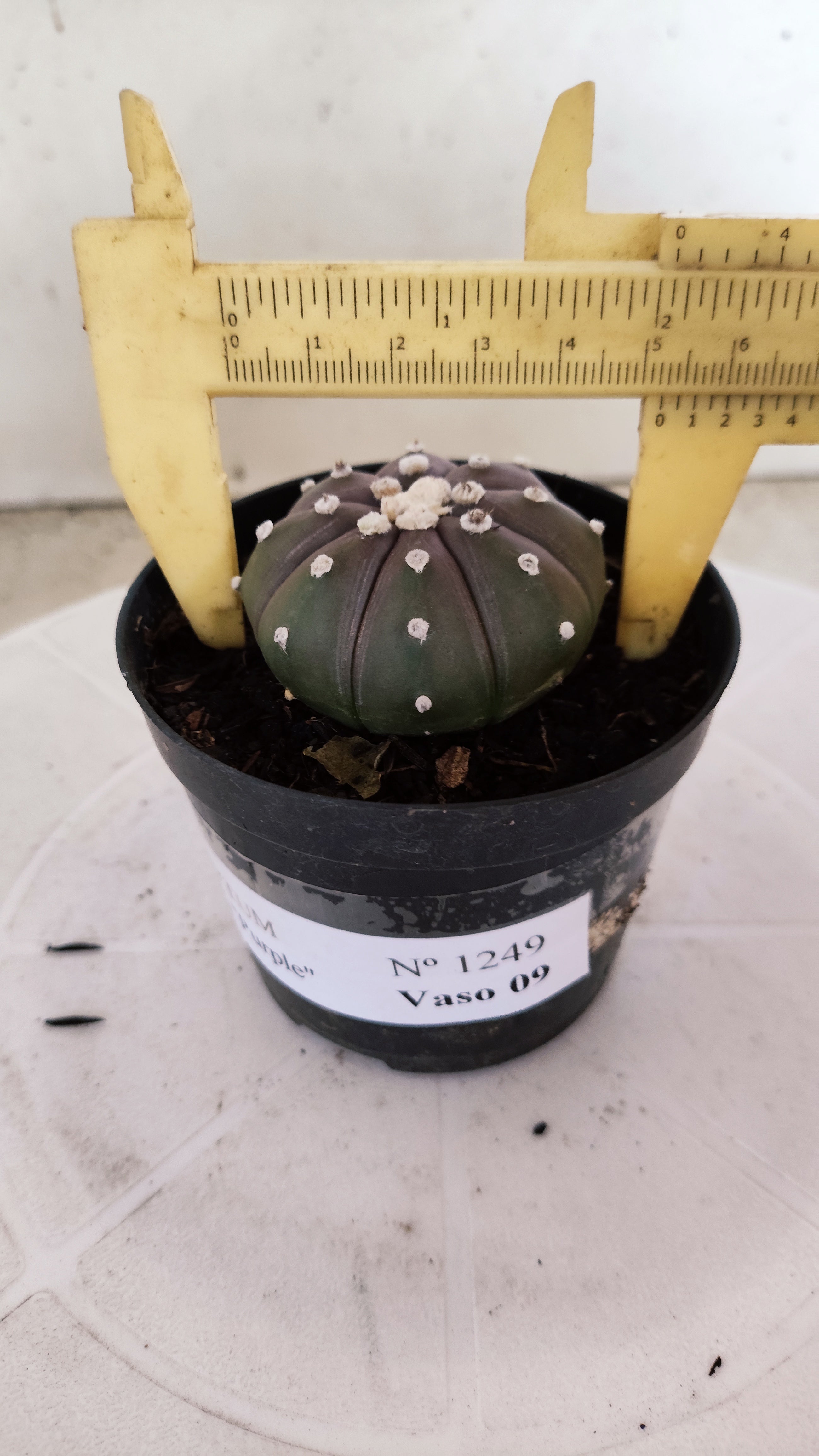 ASTROPHYTUM ASTERIAS “Purple”  Nº 1249 – vaso 09