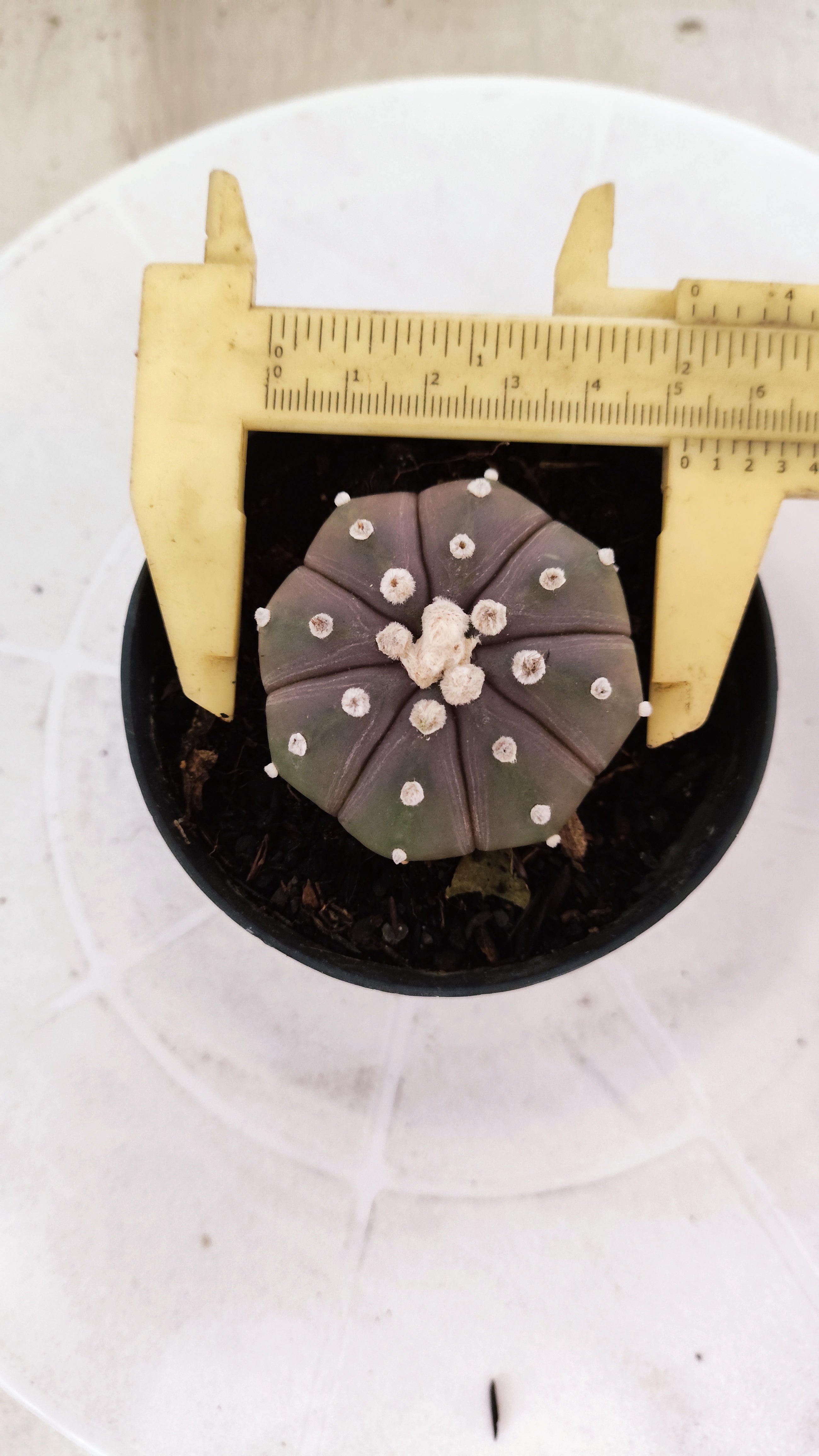 ASTROPHYTUM ASTERIAS “Purple”  Nº 1249 – vaso 09
