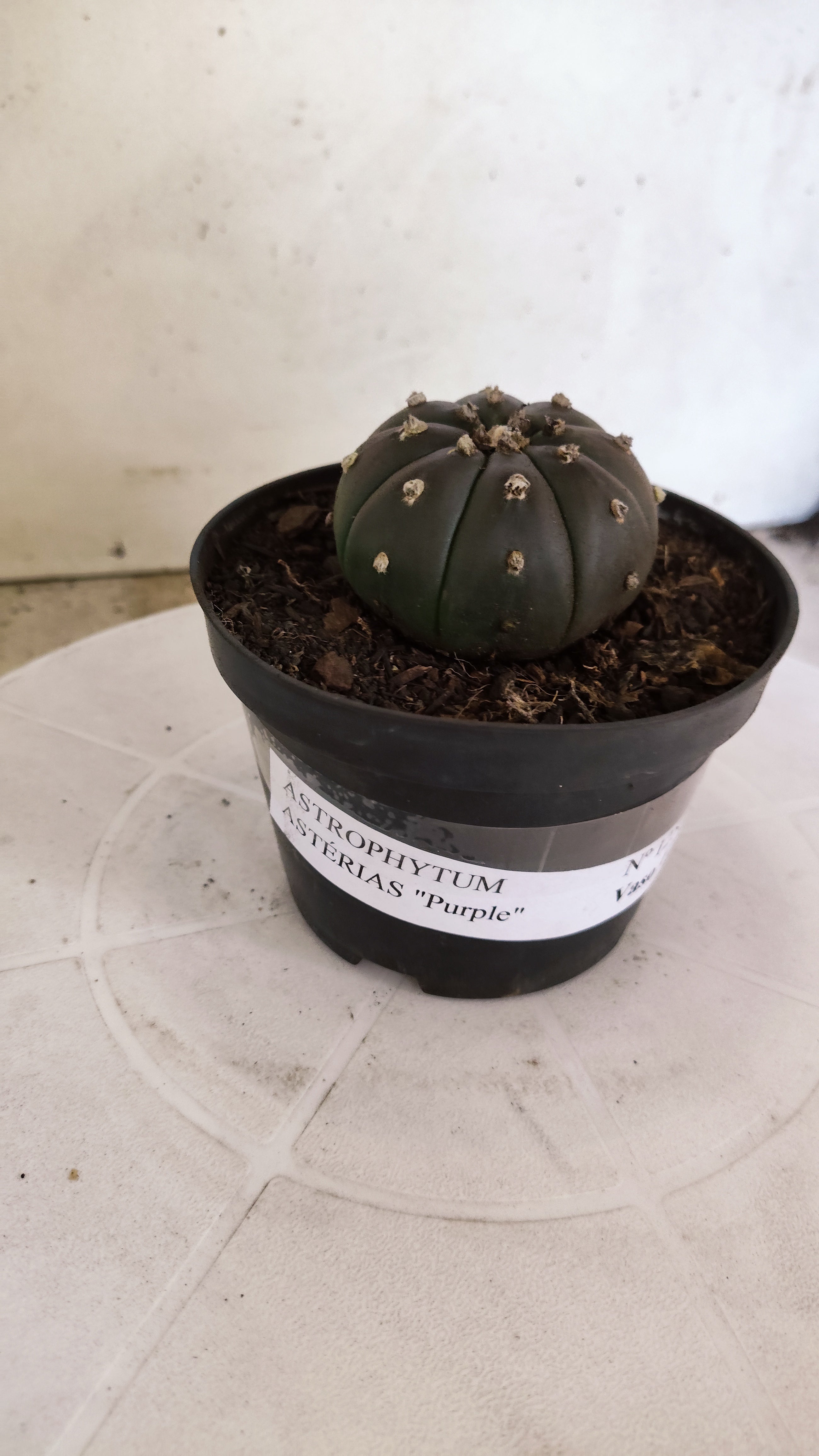 MATRIZ ASTROPHYTUM ASTERIAS “Purple”  Nº 1250 – vaso 11