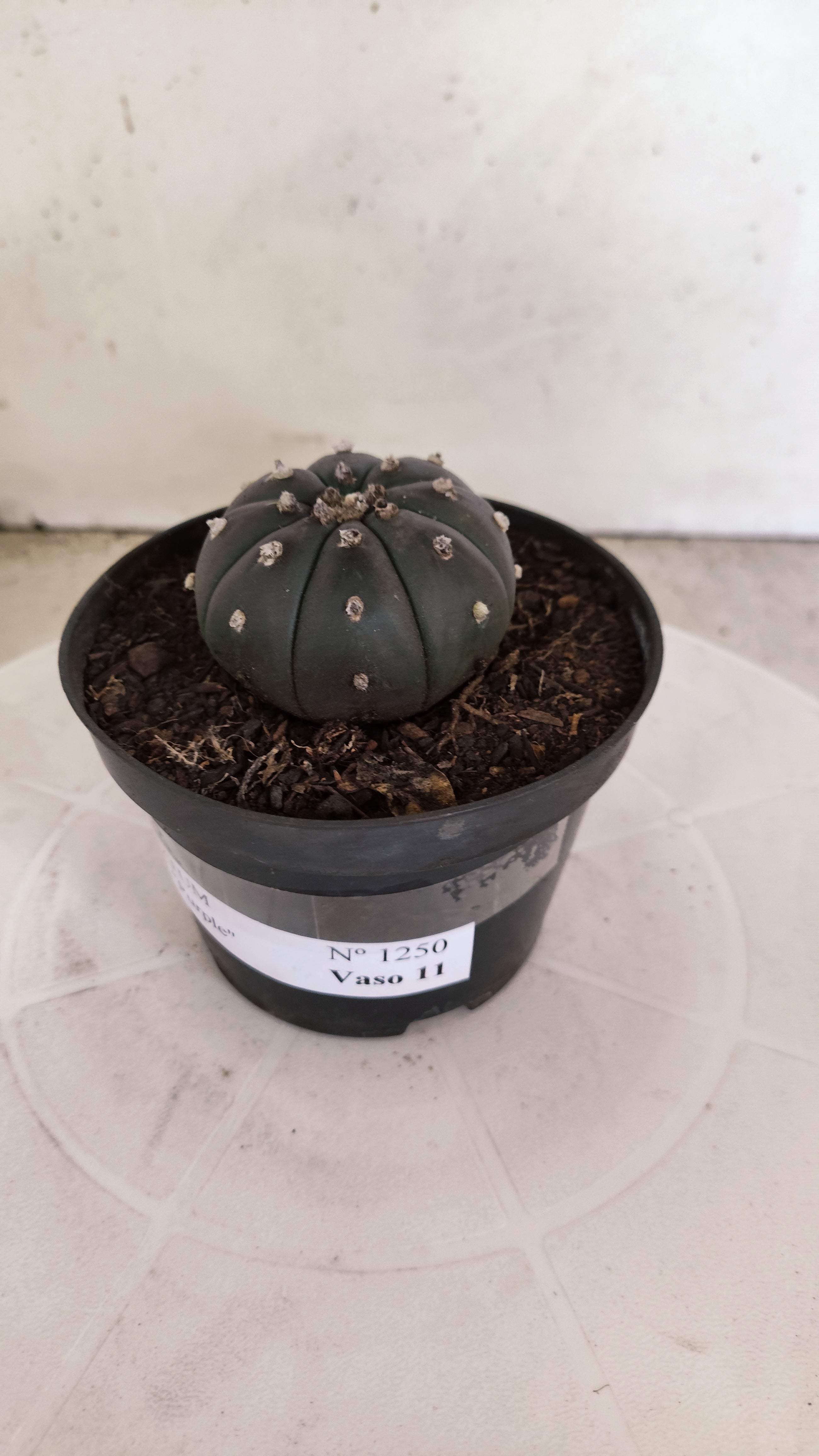 MATRIZ ASTROPHYTUM ASTERIAS “Purple”  Nº 1250 – vaso 11