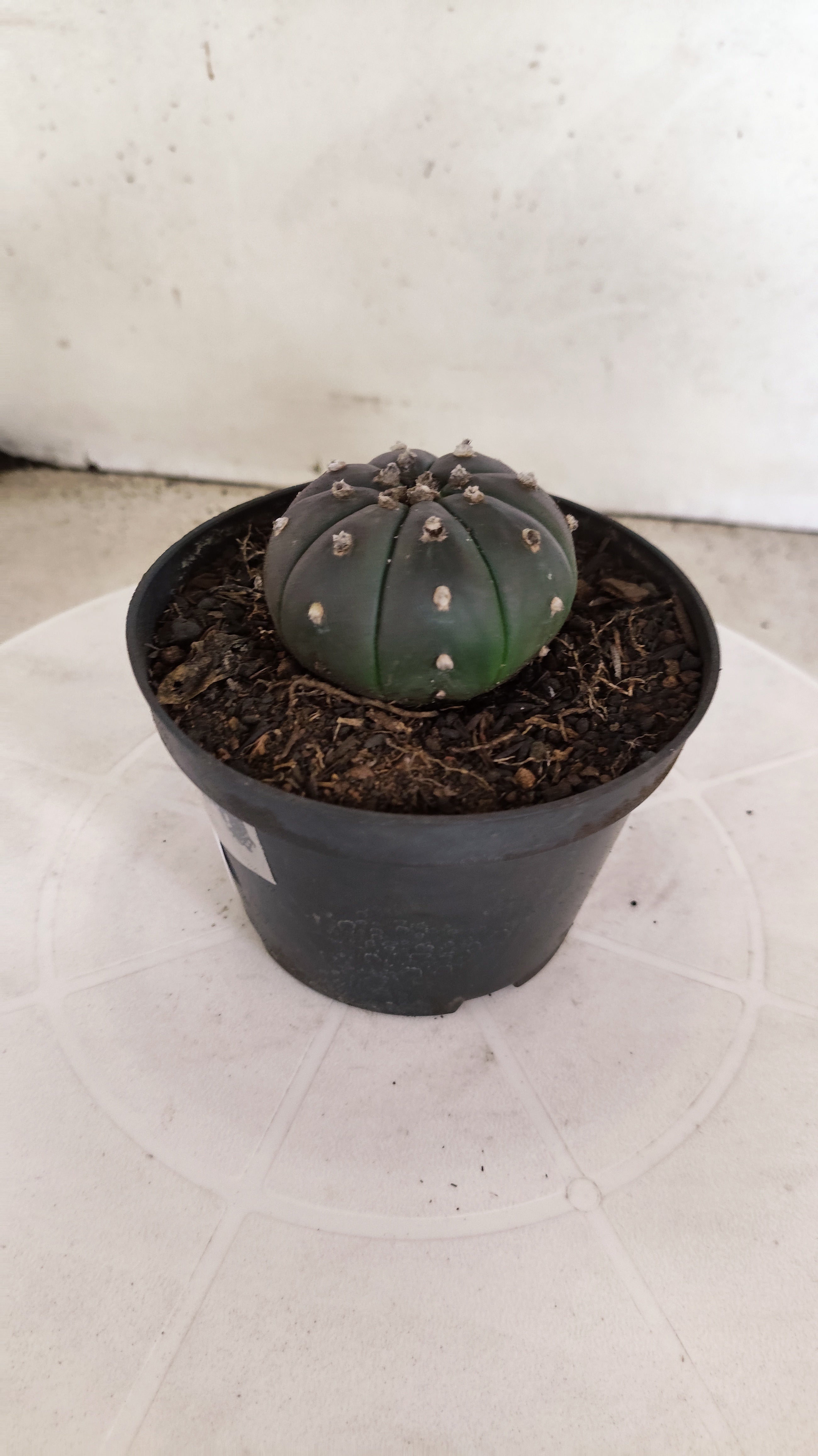 MATRIZ ASTROPHYTUM ASTERIAS “Purple”  Nº 1250 – vaso 11