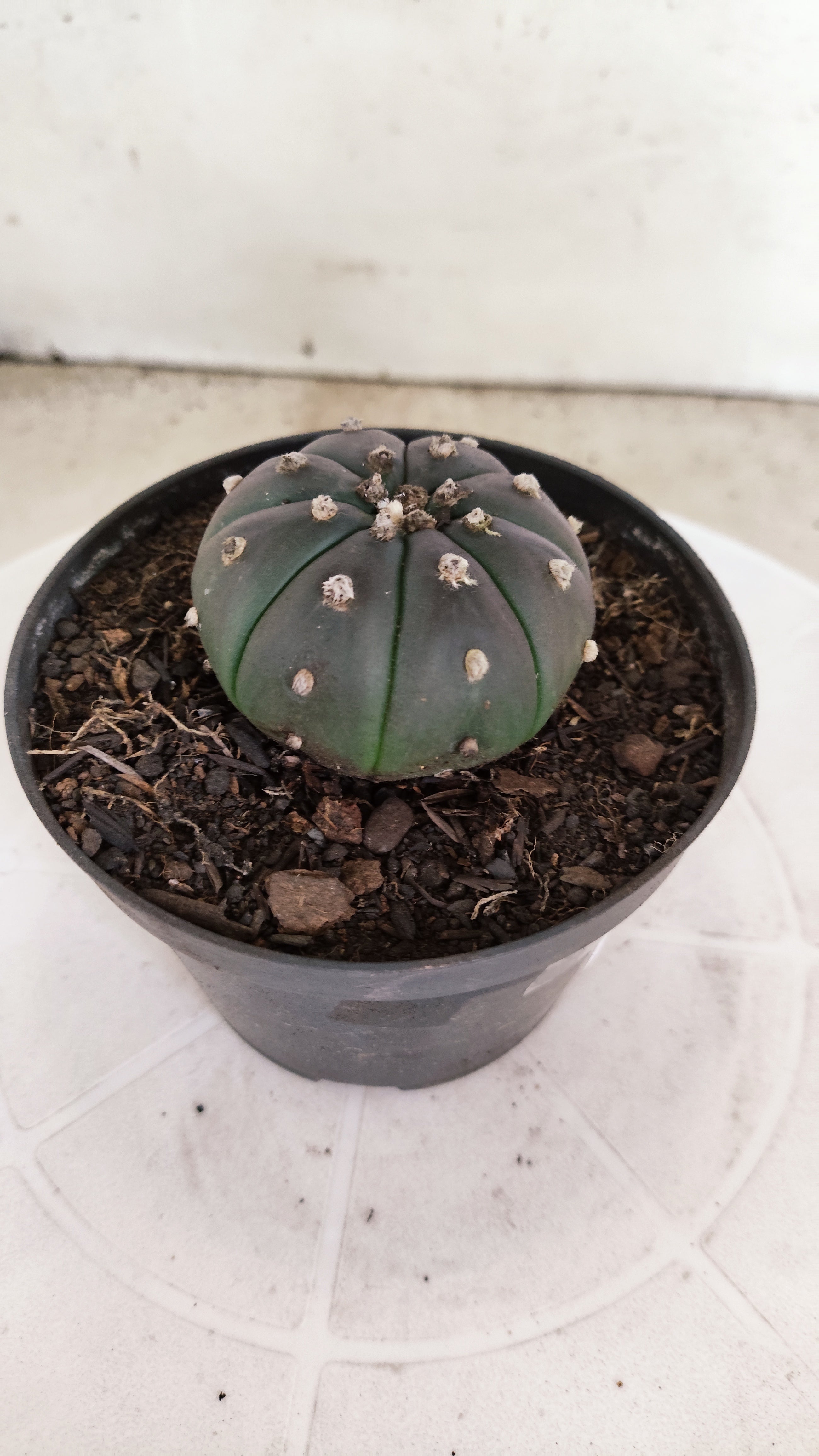 MATRIZ ASTROPHYTUM ASTERIAS “Purple”  Nº 1250 – vaso 11