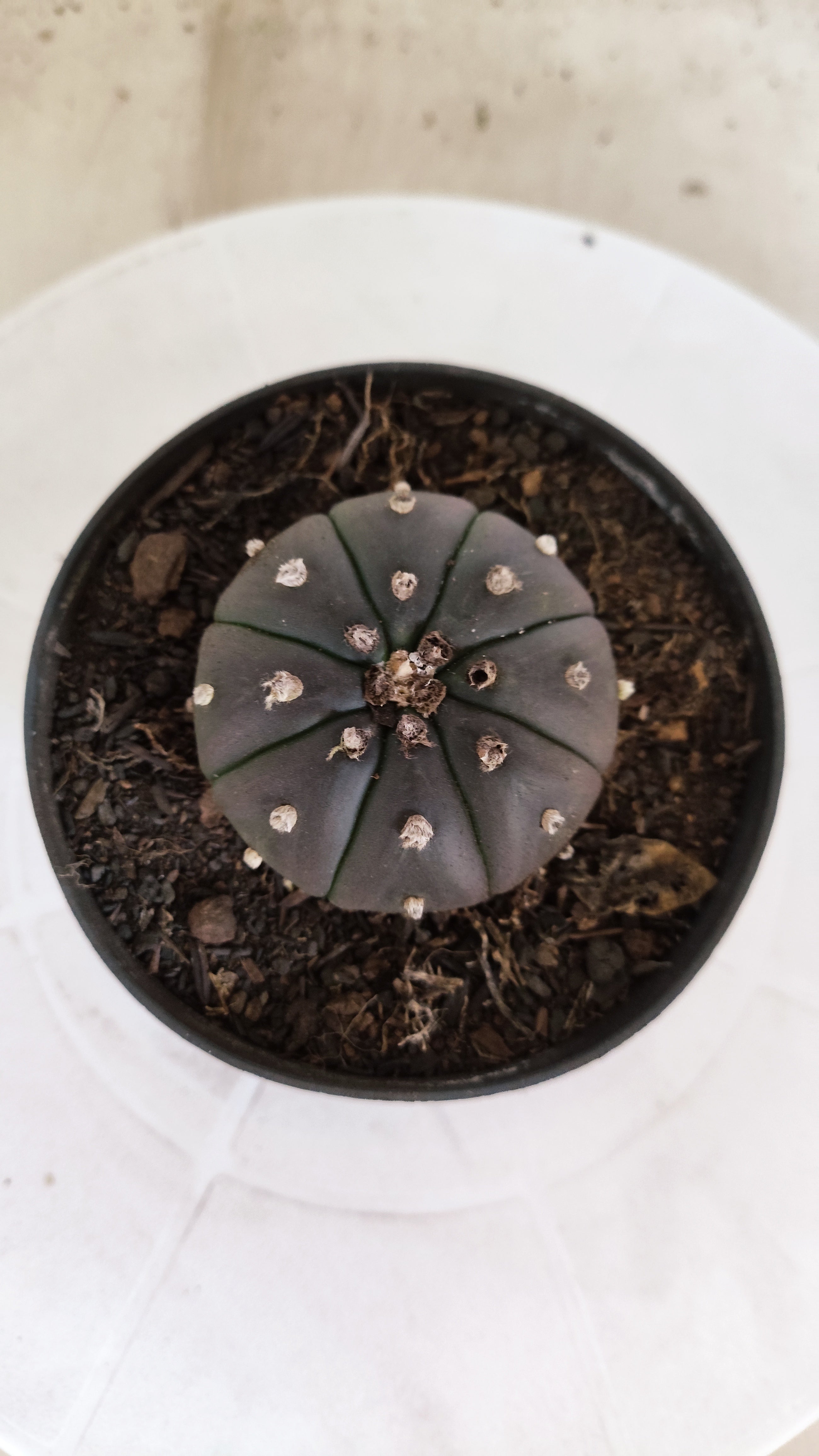 MATRIZ ASTROPHYTUM ASTERIAS “Purple”  Nº 1250 – vaso 11