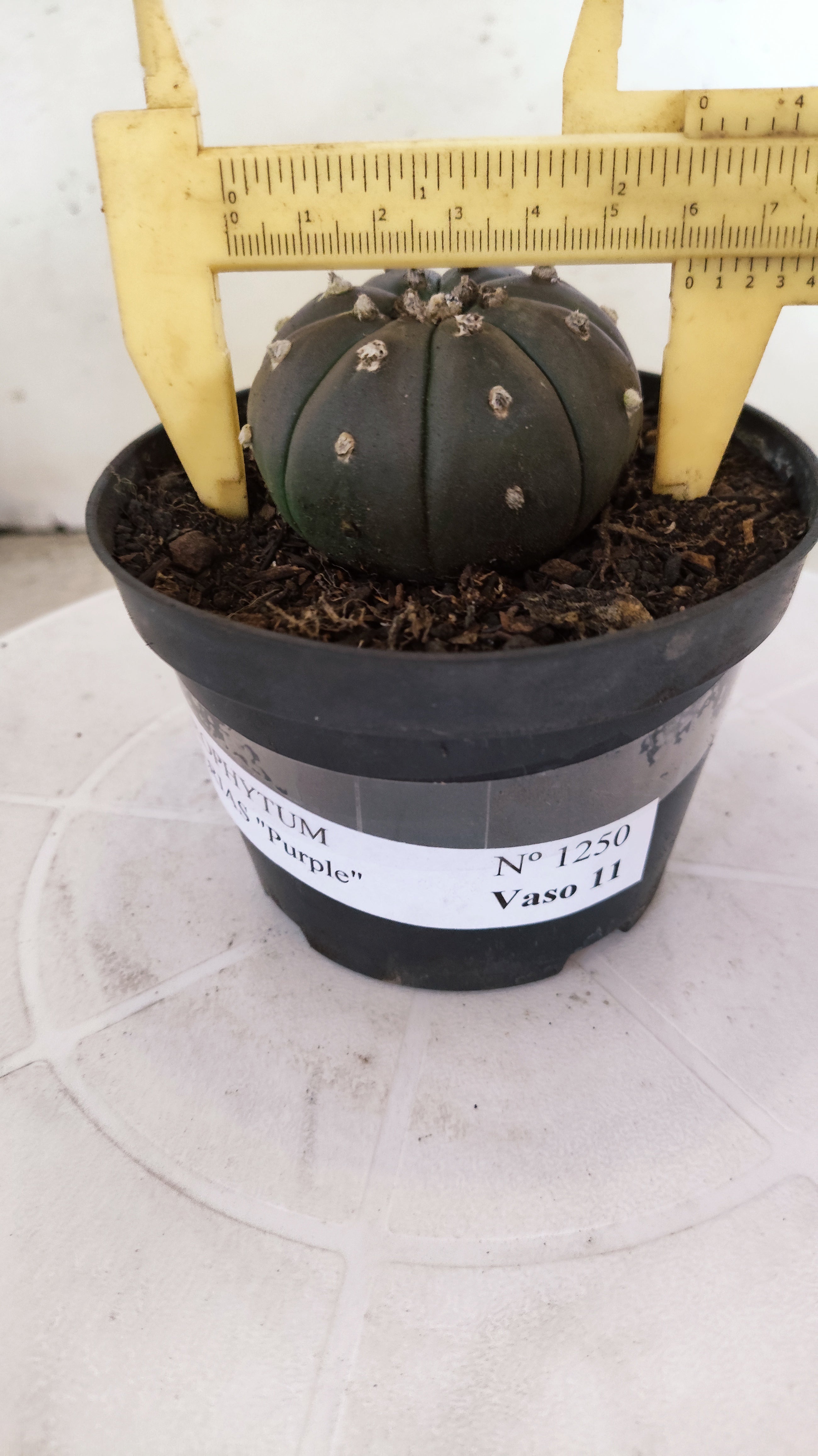 MATRIZ ASTROPHYTUM ASTERIAS “Purple”  Nº 1250 – vaso 11