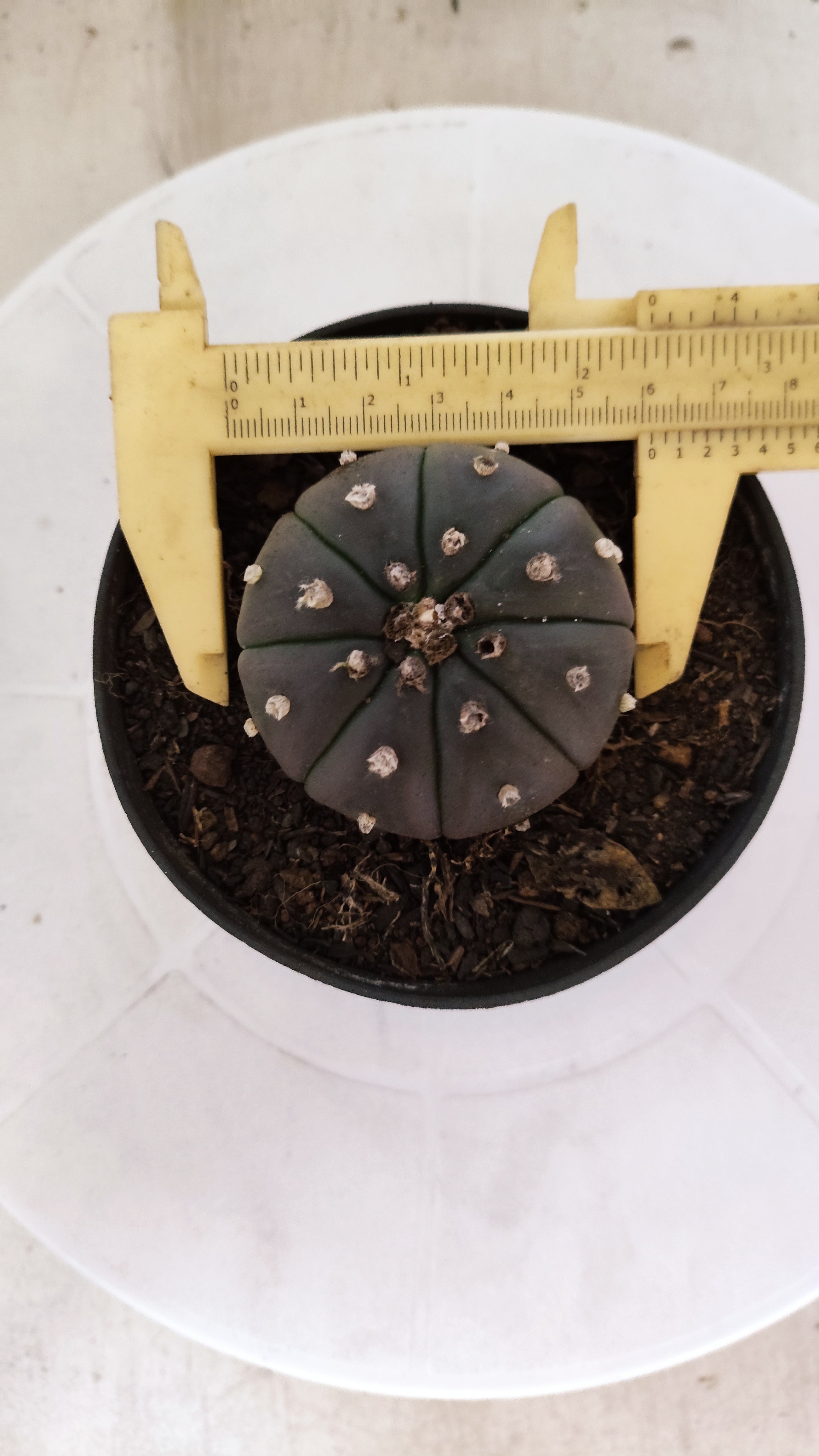 MATRIZ ASTROPHYTUM ASTERIAS “Purple”  Nº 1250 – vaso 11