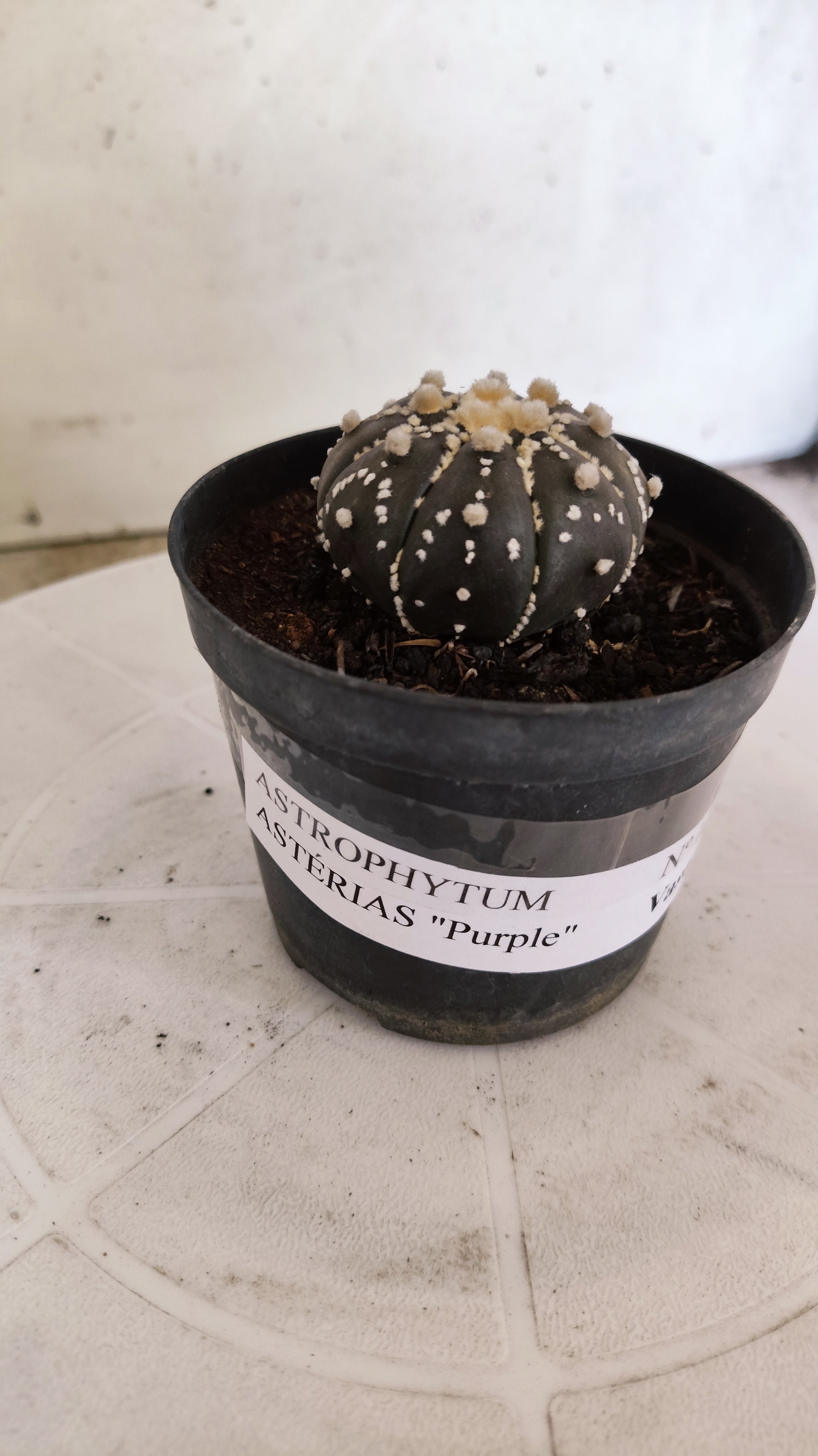 ASTROPHYTUM ASTERIAS “Purple”  Nº 1251 – vaso 09