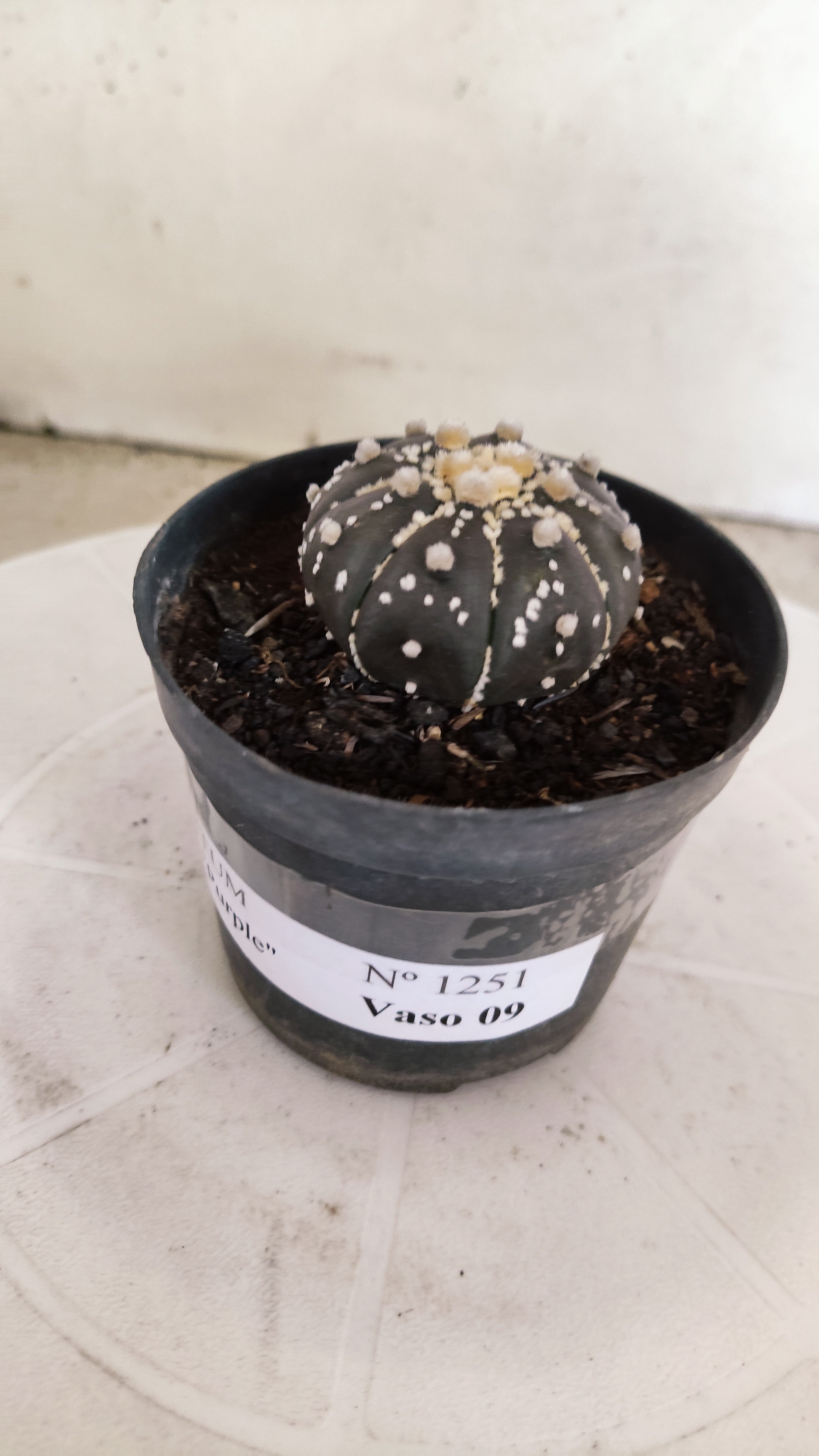 ASTROPHYTUM ASTERIAS “Purple”  Nº 1251 – vaso 09