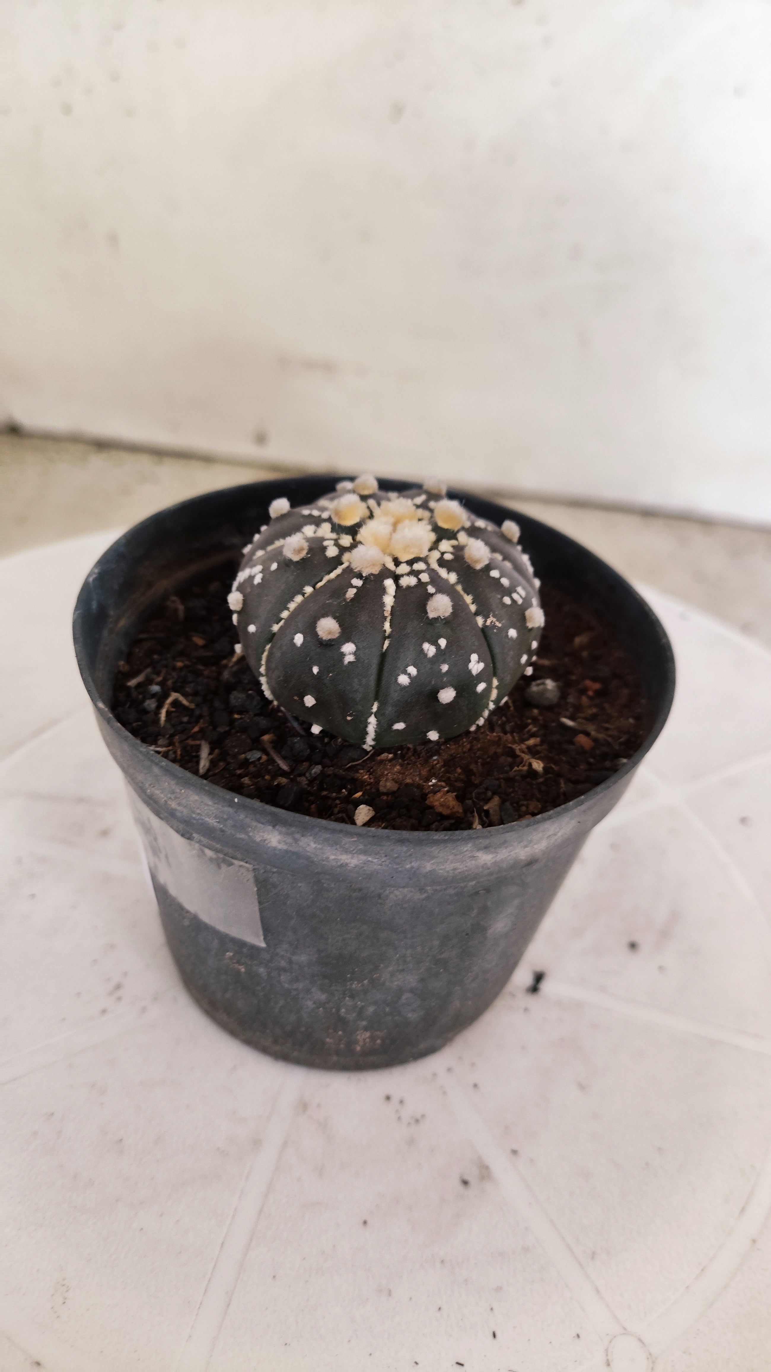 ASTROPHYTUM ASTERIAS “Purple”  Nº 1251 – vaso 09