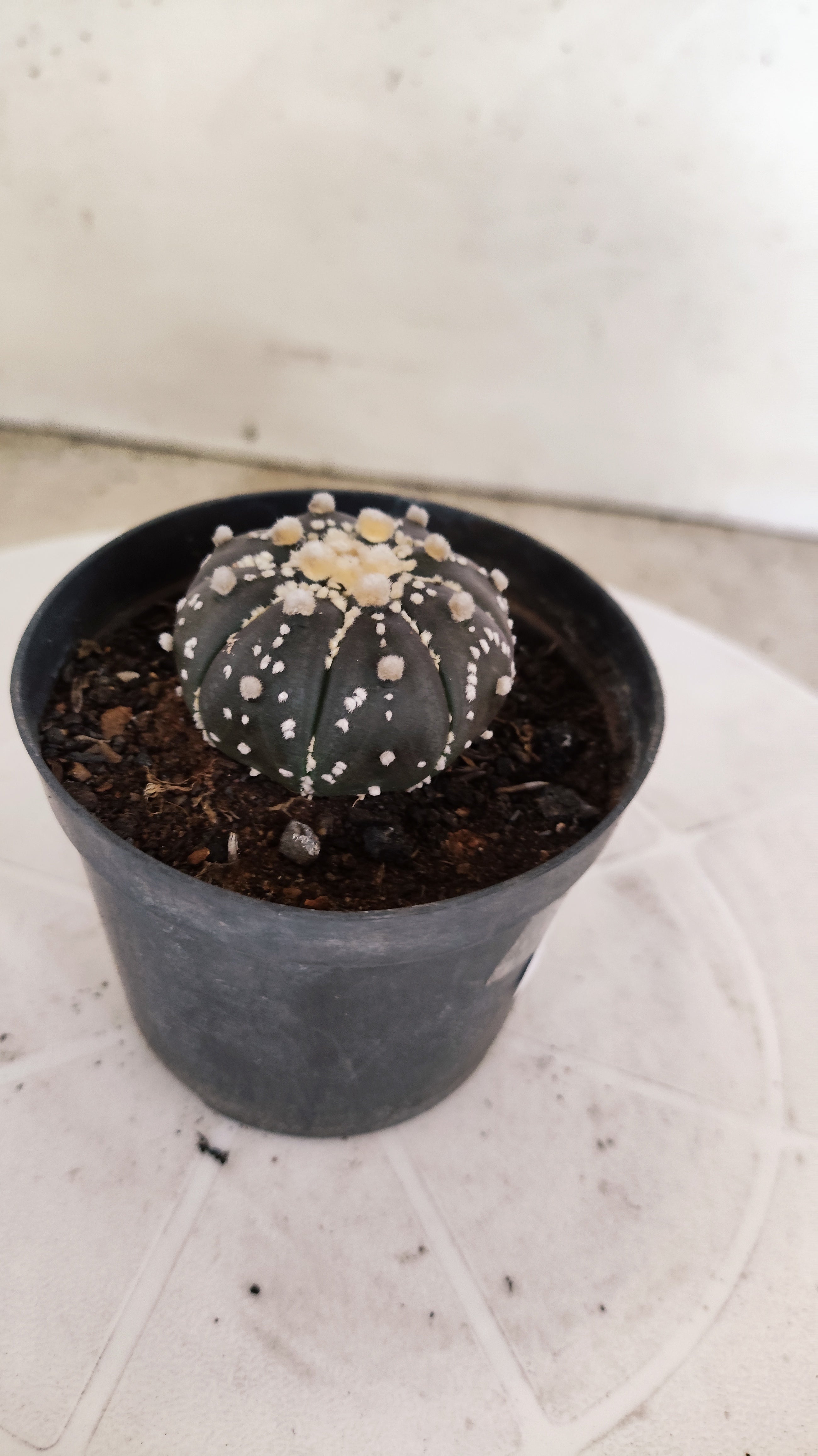 ASTROPHYTUM ASTERIAS “Purple”  Nº 1251 – vaso 09