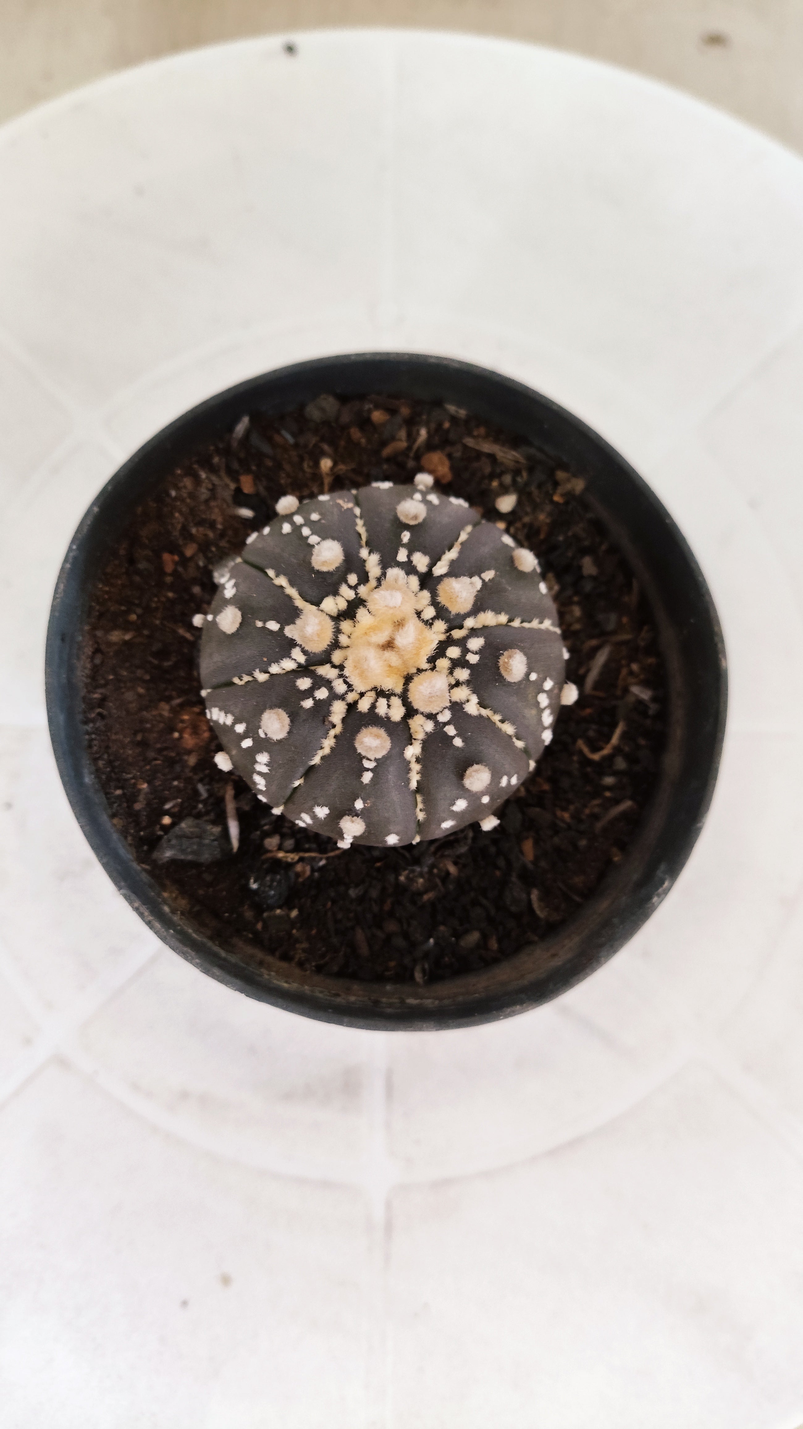 ASTROPHYTUM ASTERIAS “Purple”  Nº 1251 – vaso 09