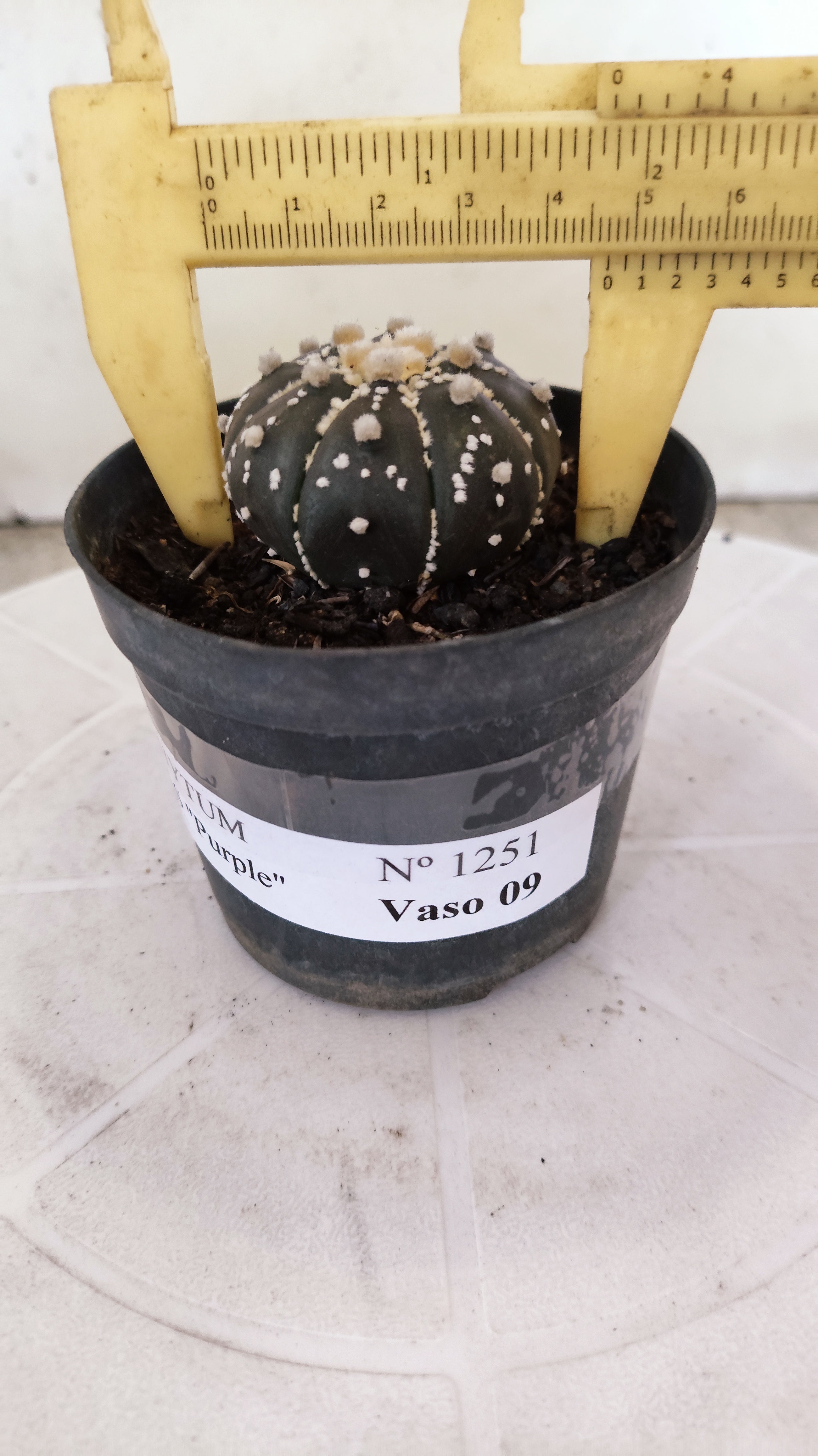 ASTROPHYTUM ASTERIAS “Purple”  Nº 1251 – vaso 09