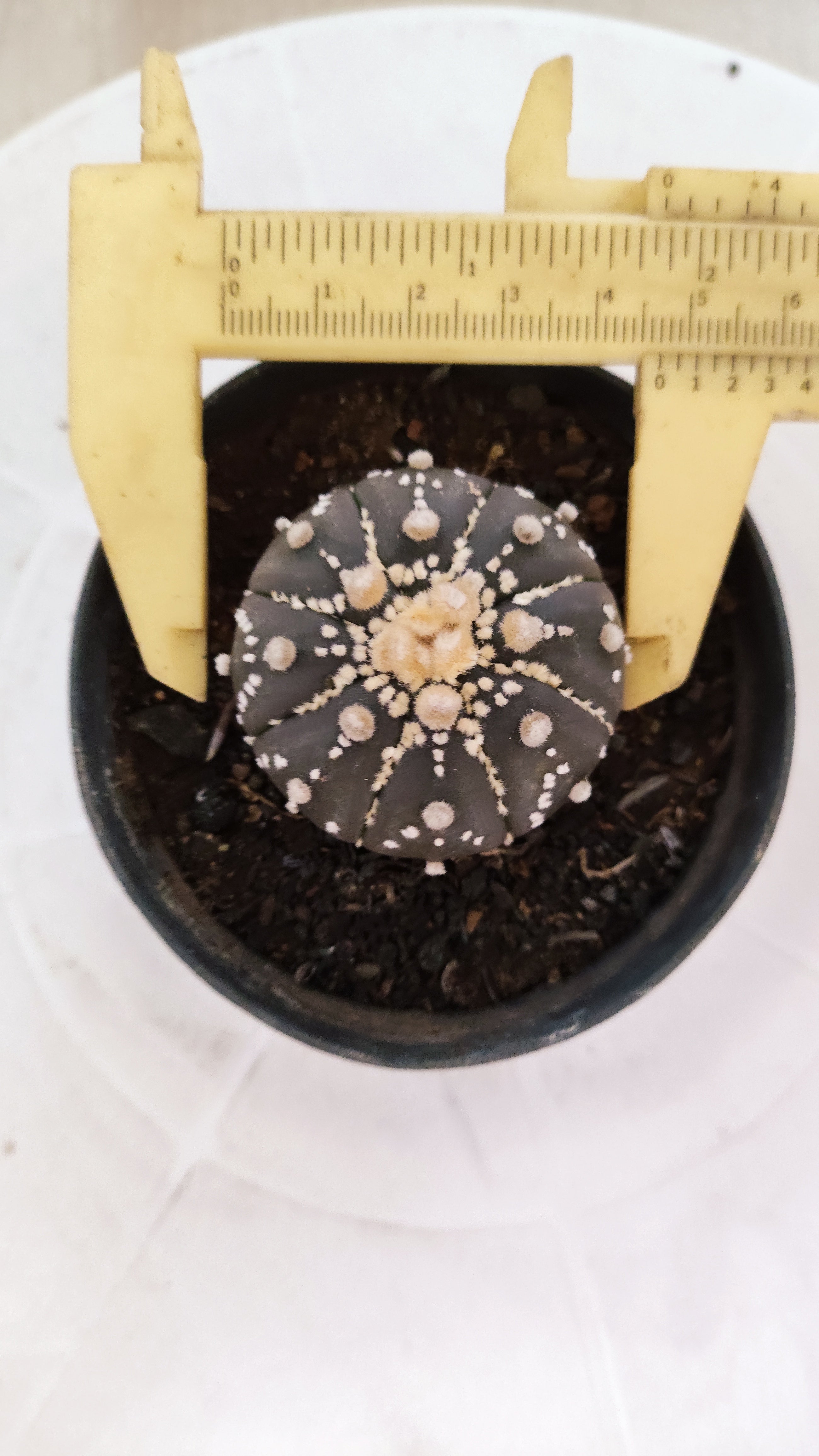ASTROPHYTUM ASTERIAS “Purple”  Nº 1251 – vaso 09