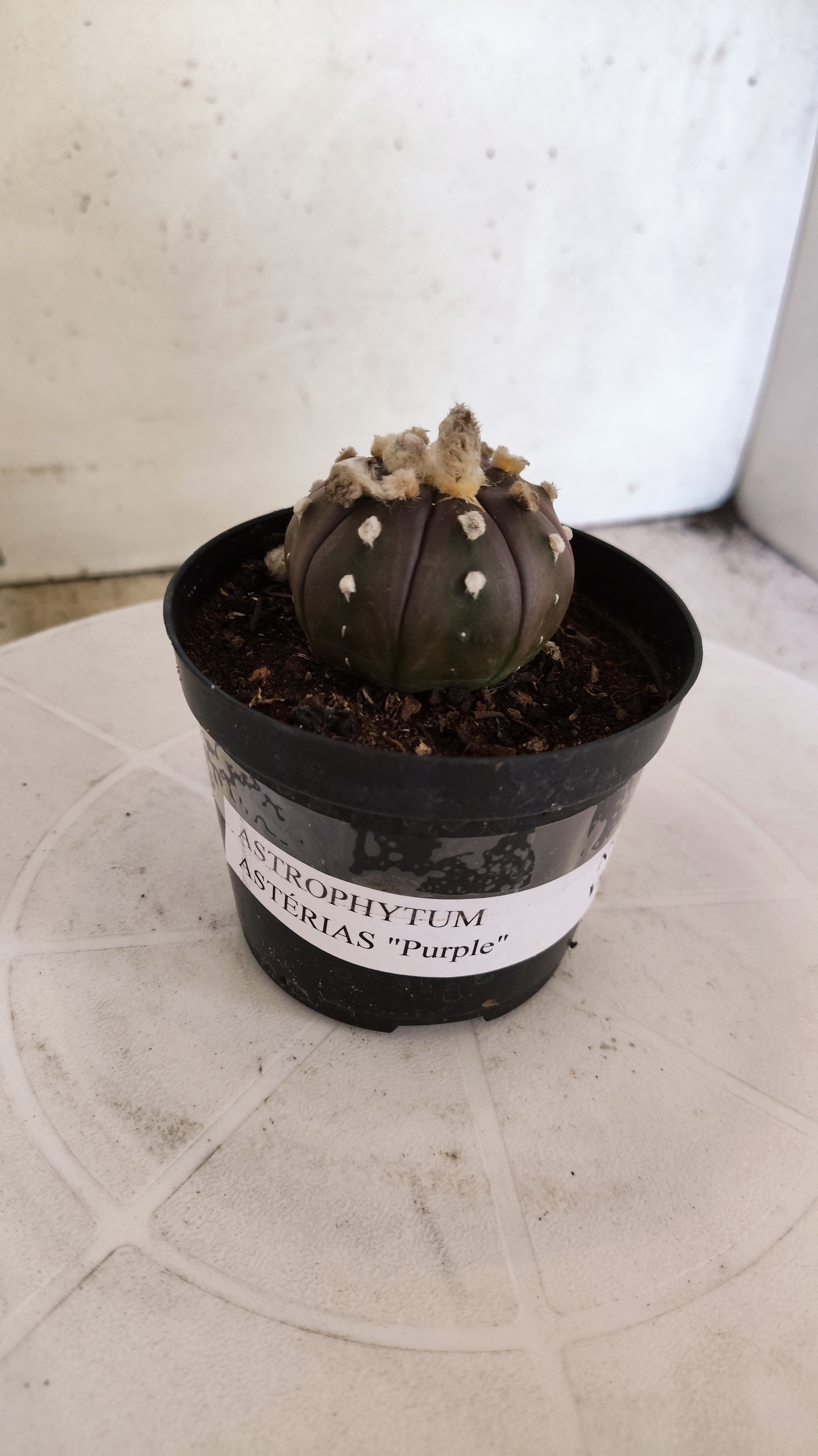 ASTROPHYTUM ASTERIAS “Purple”  Nº 1252 – vaso 09