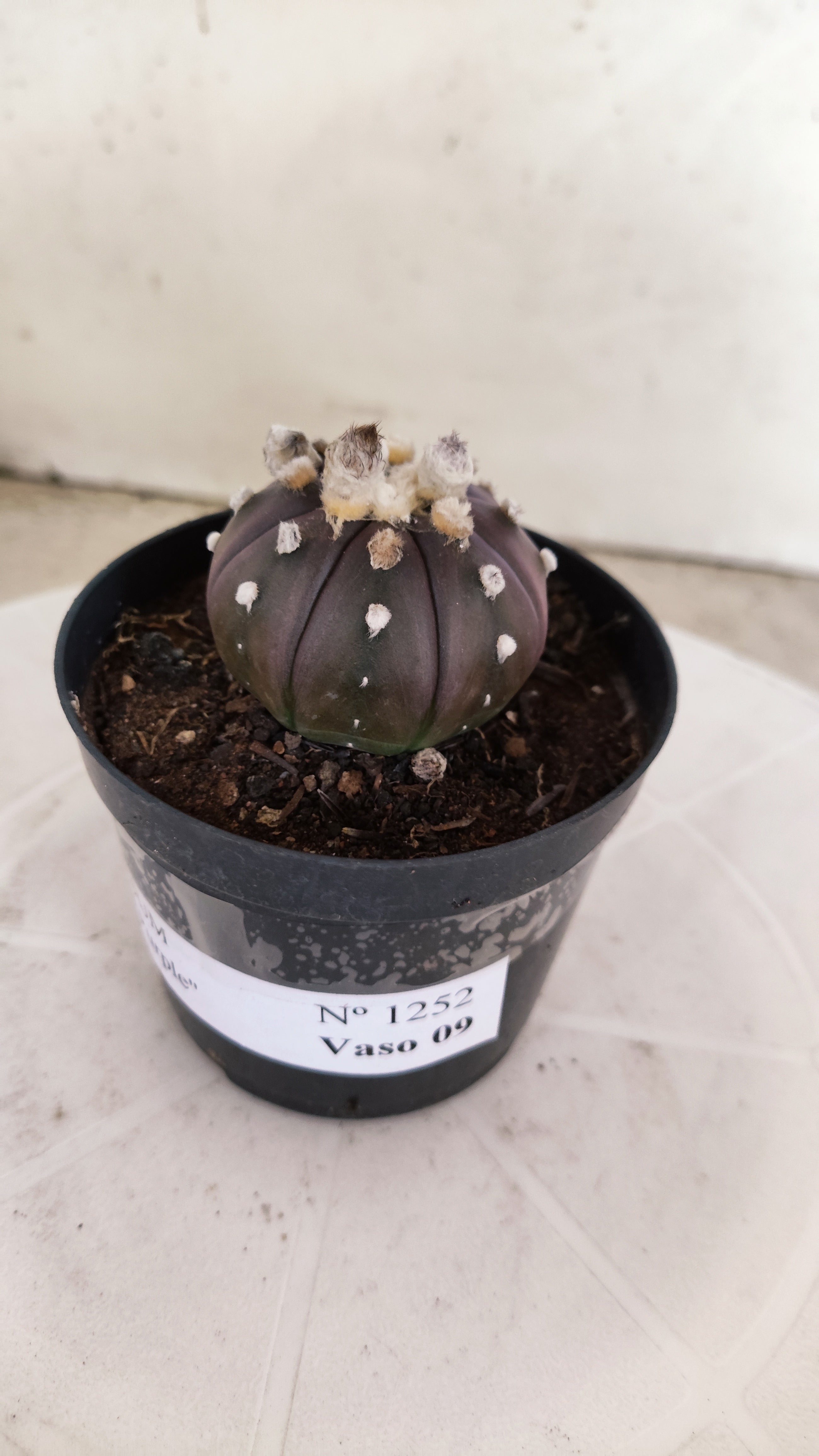 ASTROPHYTUM ASTERIAS “Purple”  Nº 1252 – vaso 09
