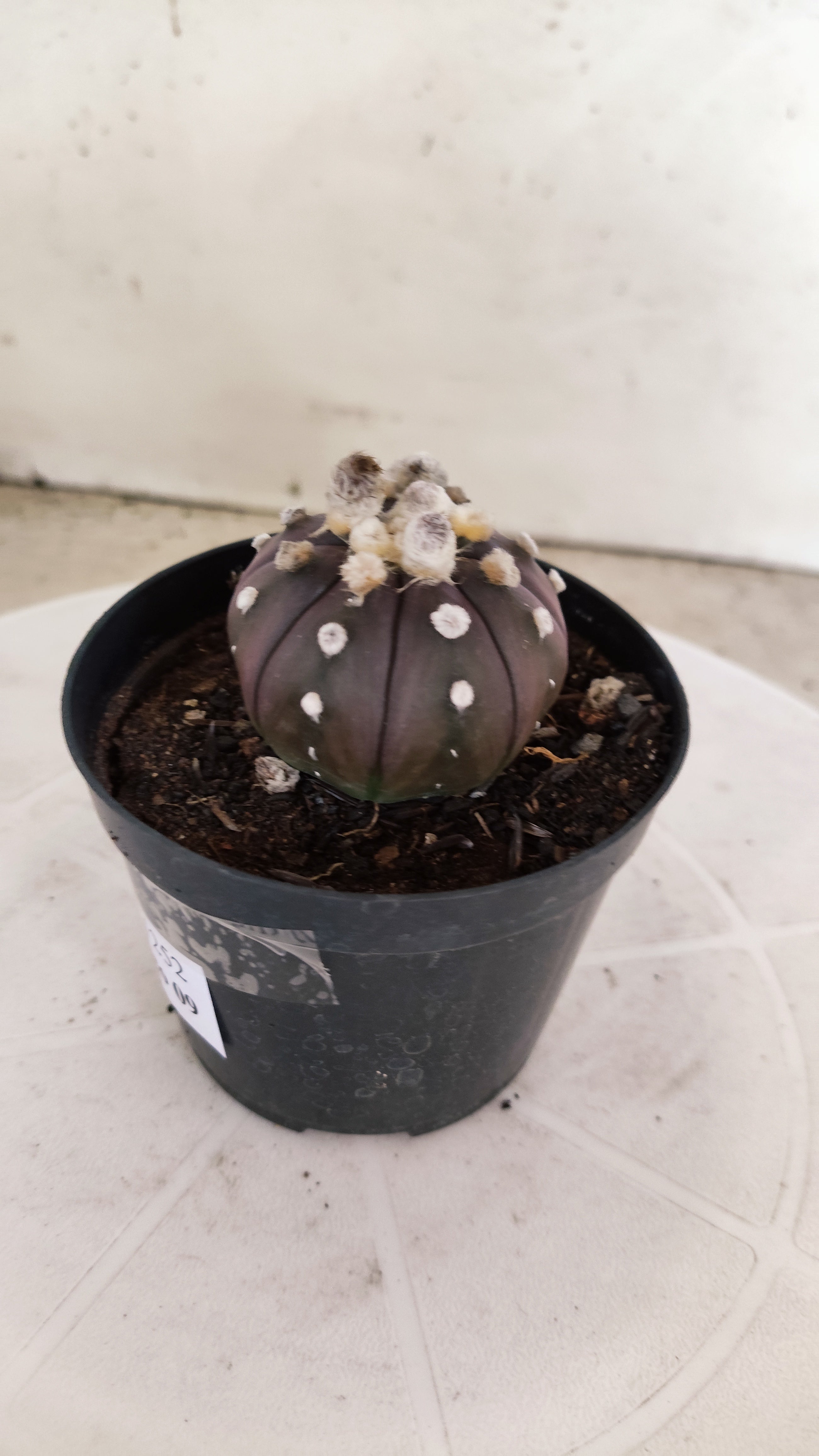 ASTROPHYTUM ASTERIAS “Purple”  Nº 1252 – vaso 09