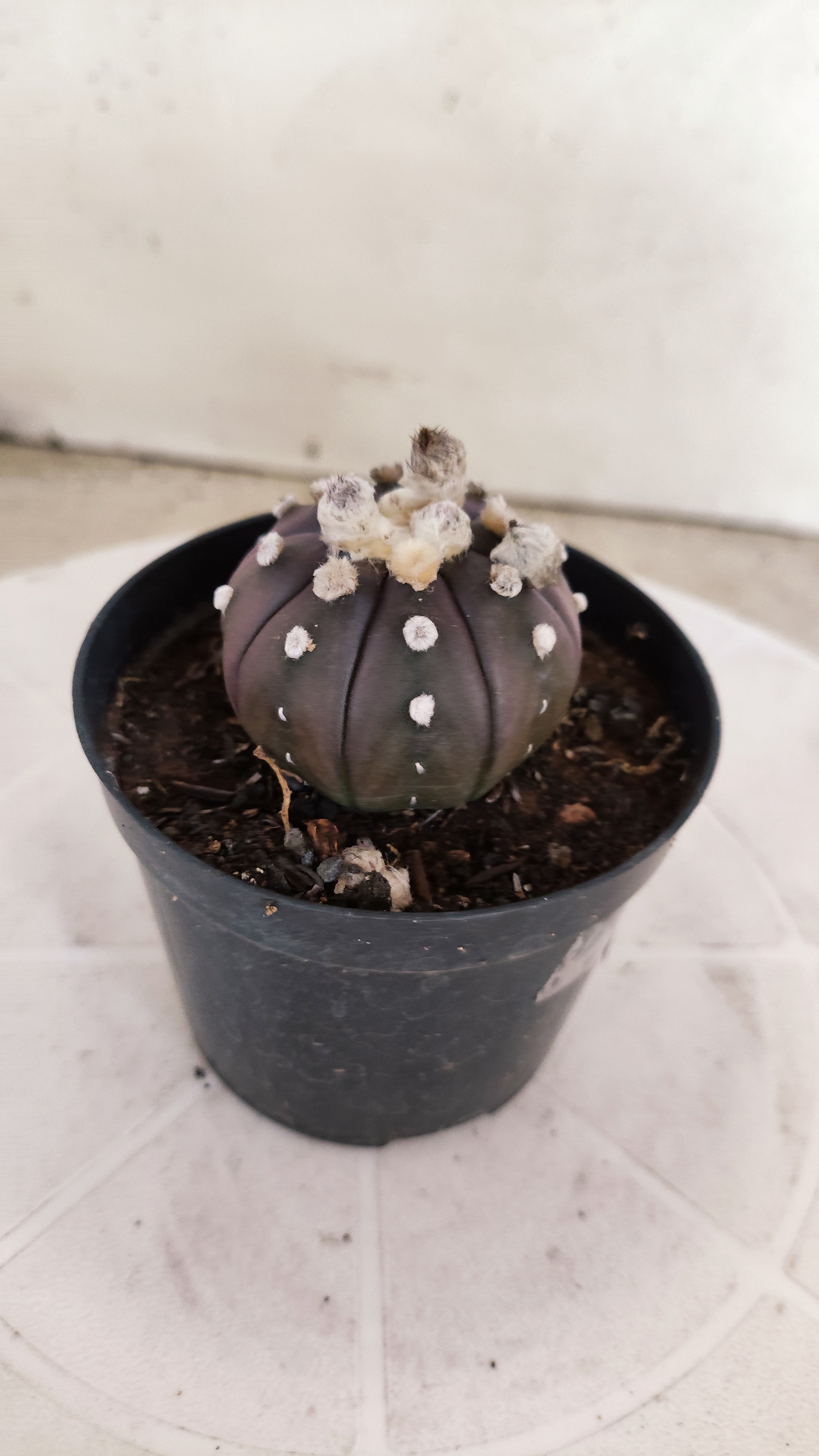 ASTROPHYTUM ASTERIAS “Purple”  Nº 1252 – vaso 09