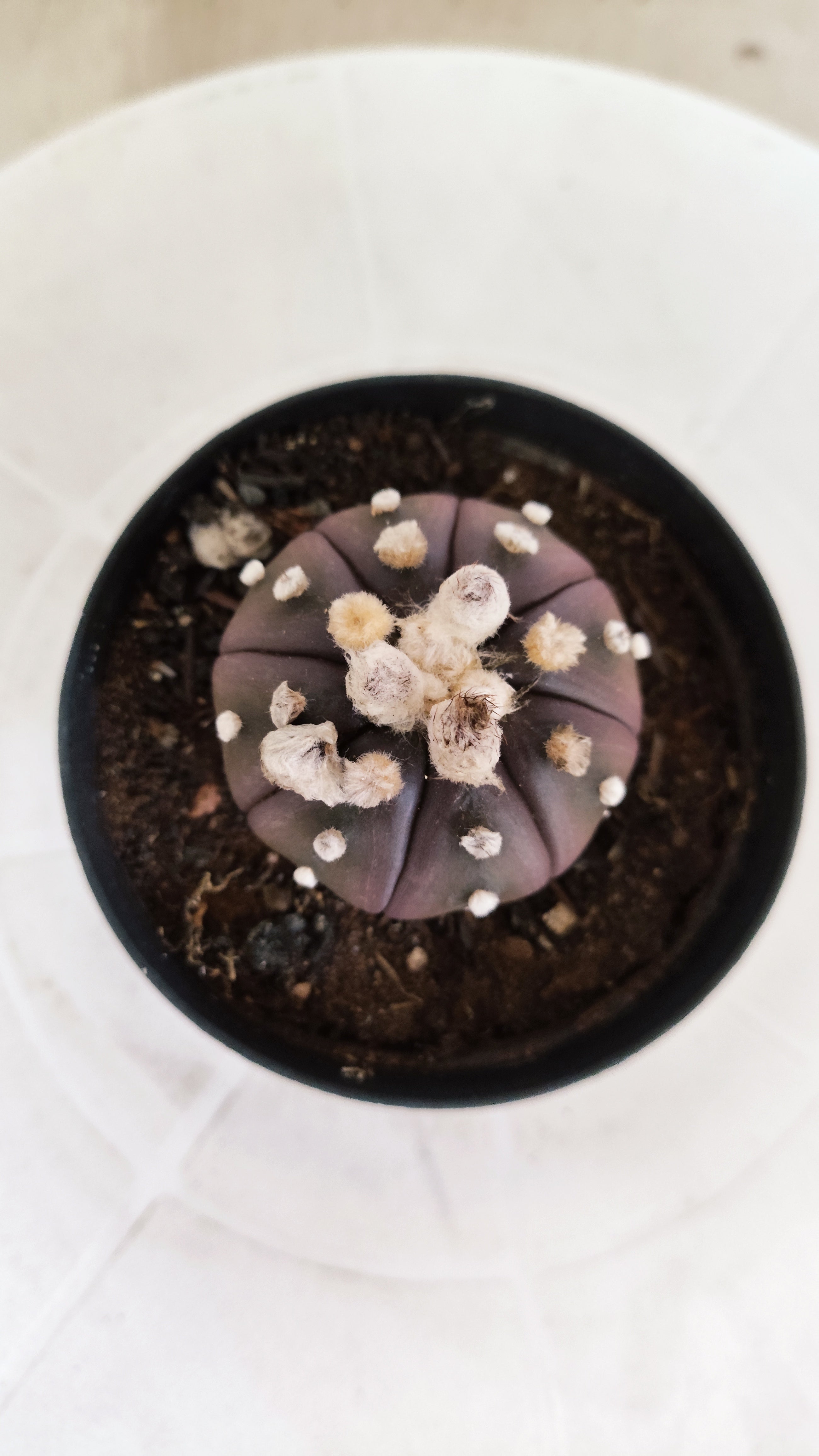 ASTROPHYTUM ASTERIAS “Purple”  Nº 1252 – vaso 09