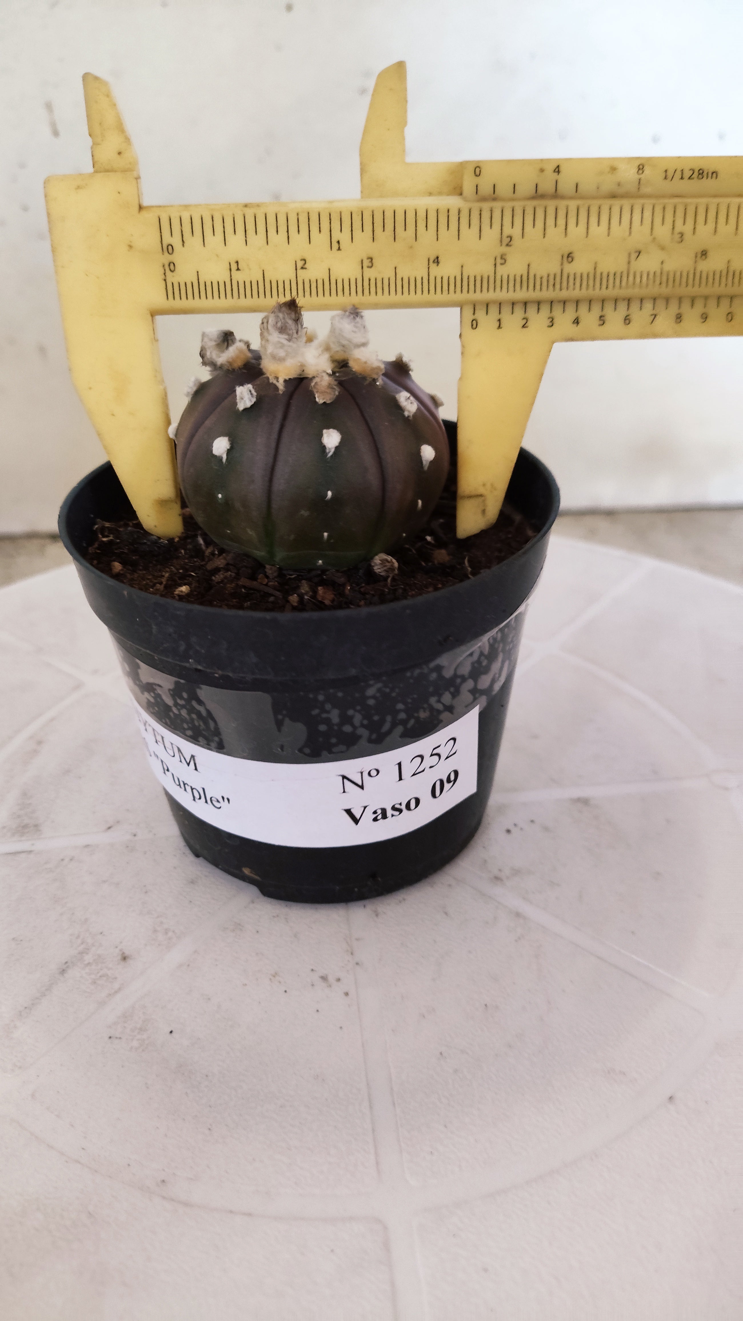 ASTROPHYTUM ASTERIAS “Purple”  Nº 1252 – vaso 09