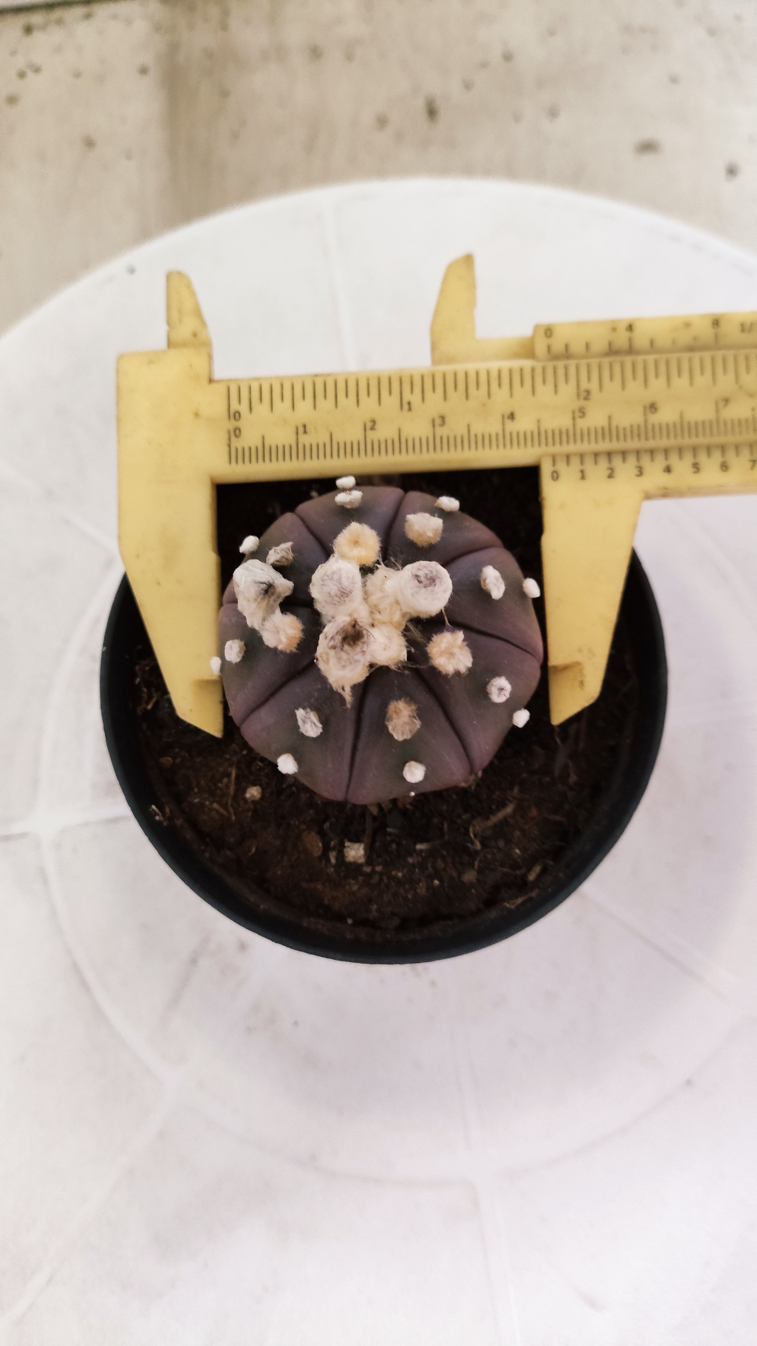 ASTROPHYTUM ASTERIAS “Purple”  Nº 1252 – vaso 09