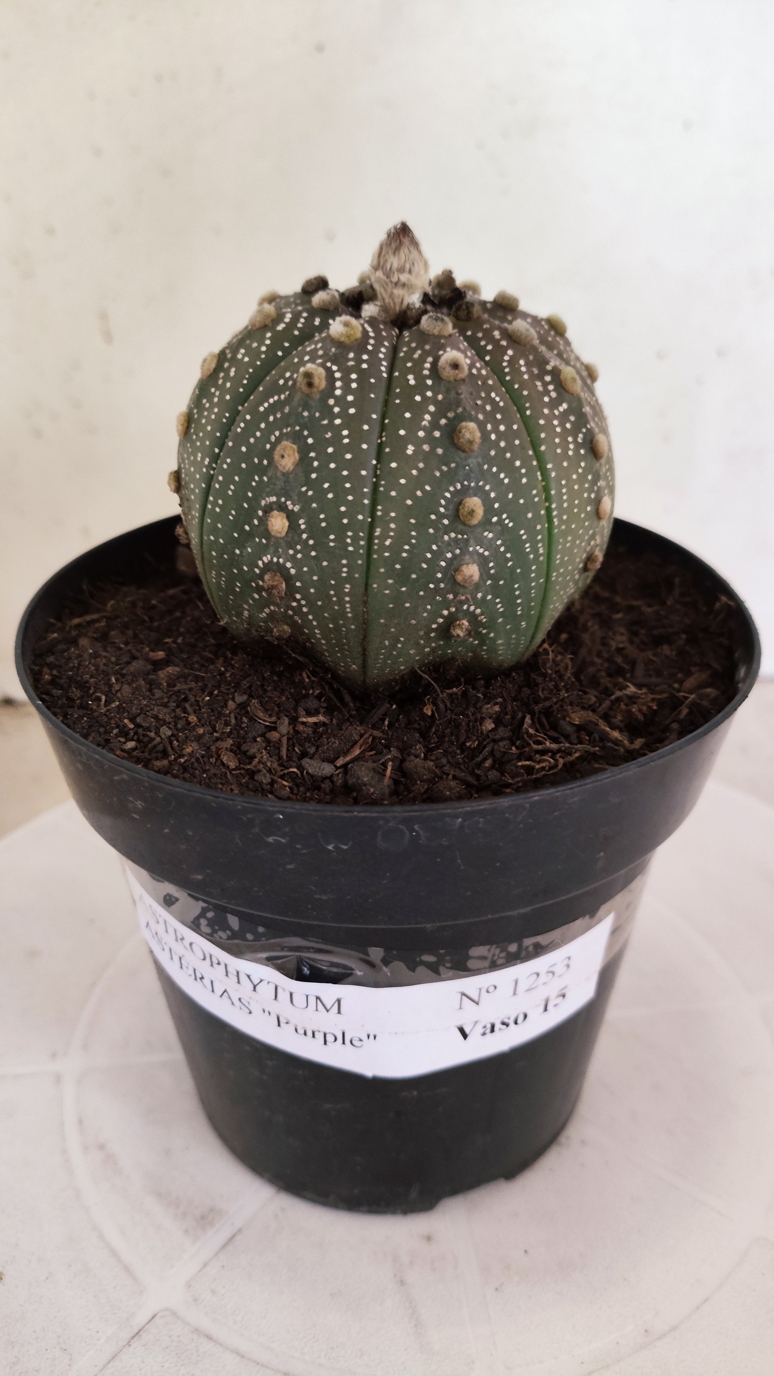 ASTROPHYTUM ASTERIAS “Purple”  Nº 1253 – vaso 15