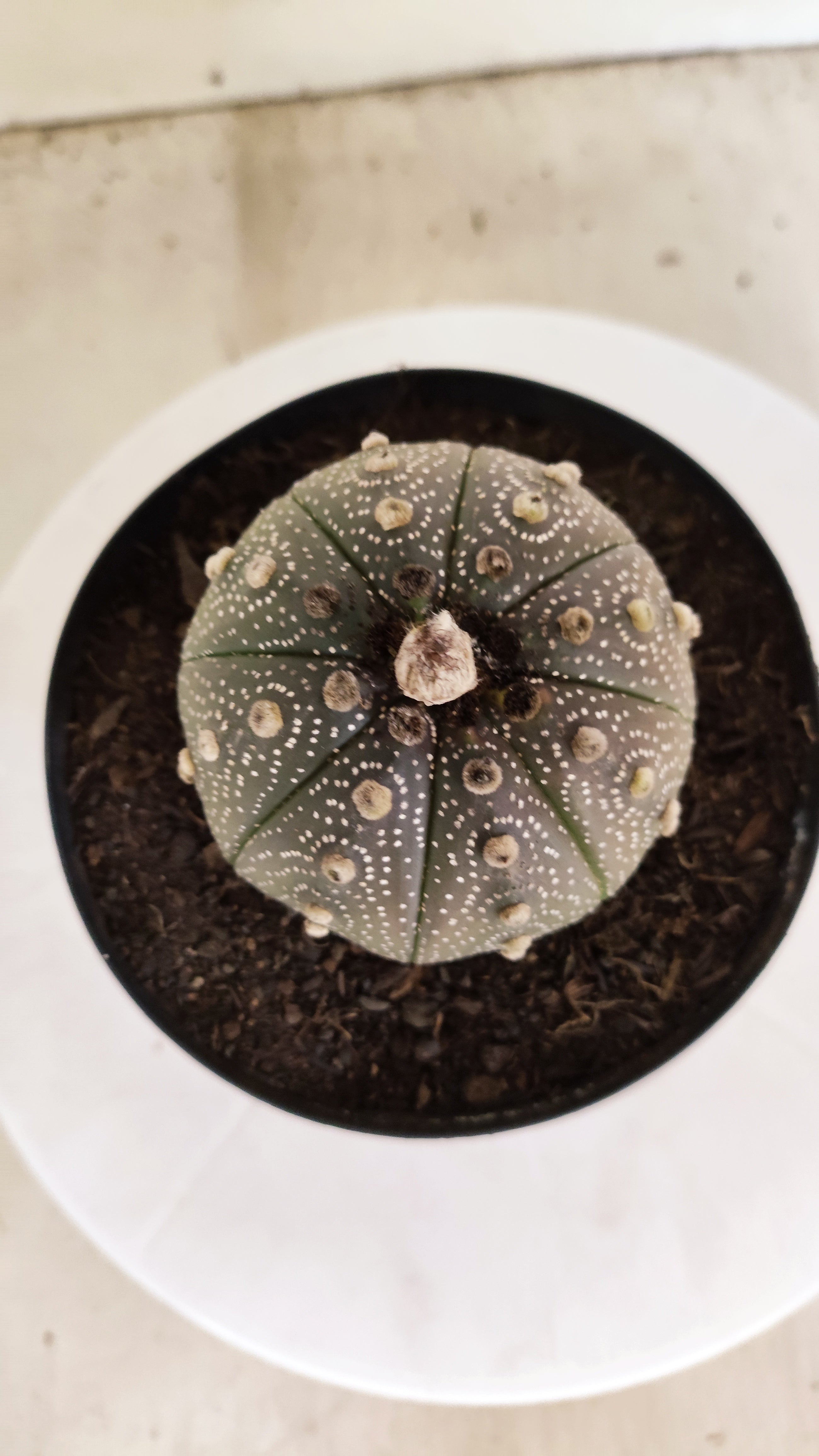 ASTROPHYTUM ASTERIAS “Purple”  Nº 1253 – vaso 15