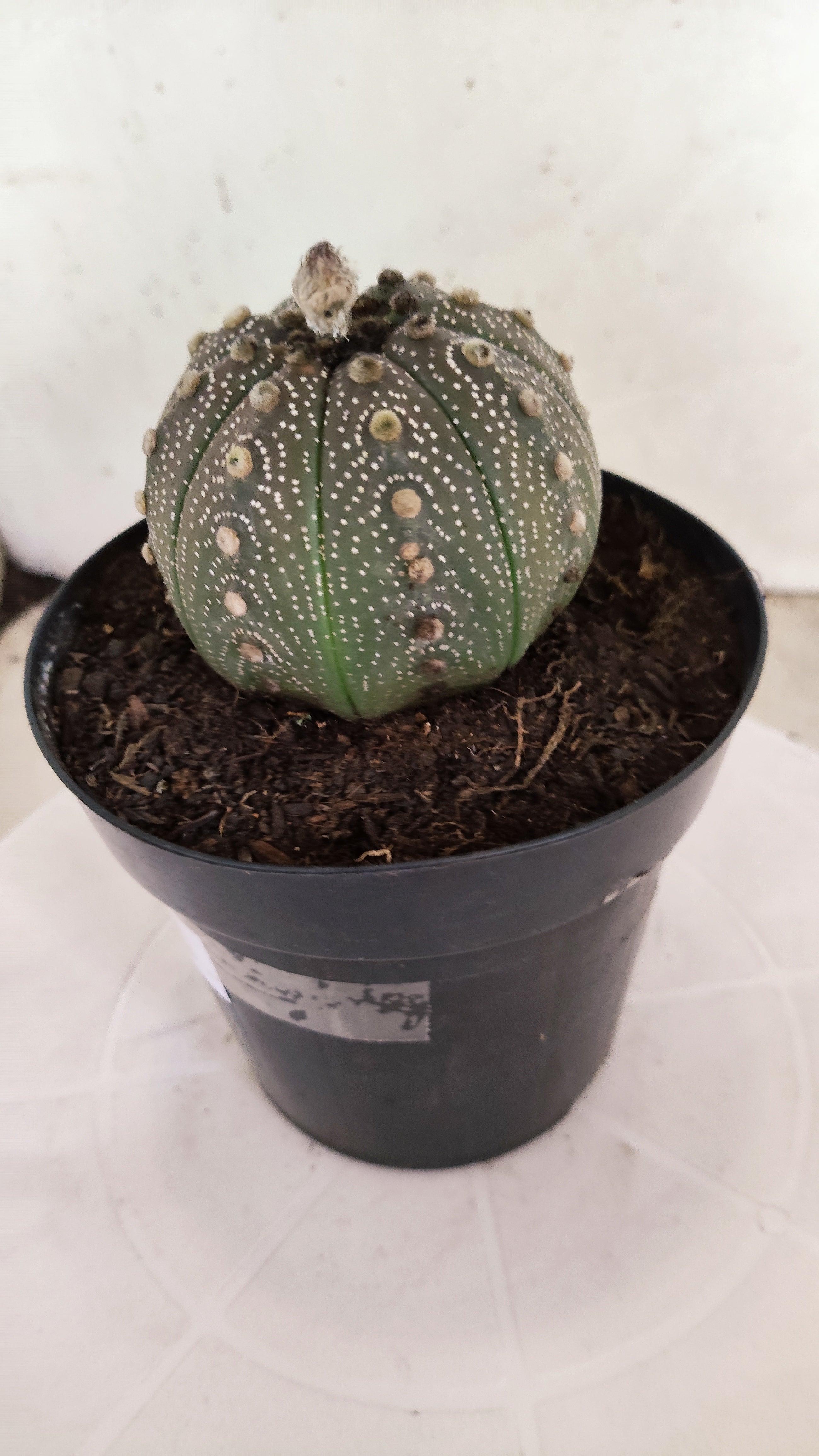 ASTROPHYTUM ASTERIAS “Purple”  Nº 1253 – vaso 15