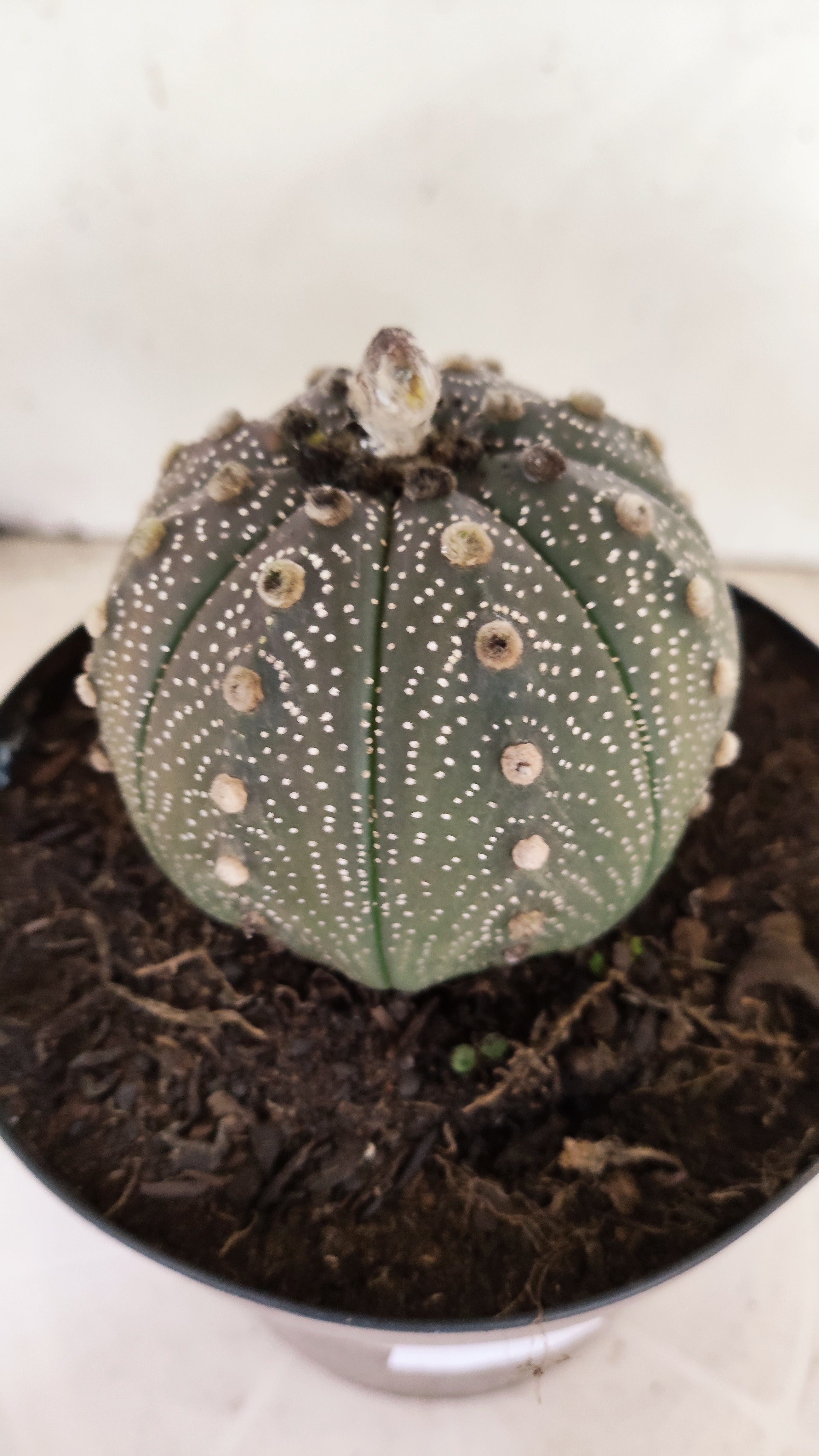 ASTROPHYTUM ASTERIAS “Purple”  Nº 1253 – vaso 15