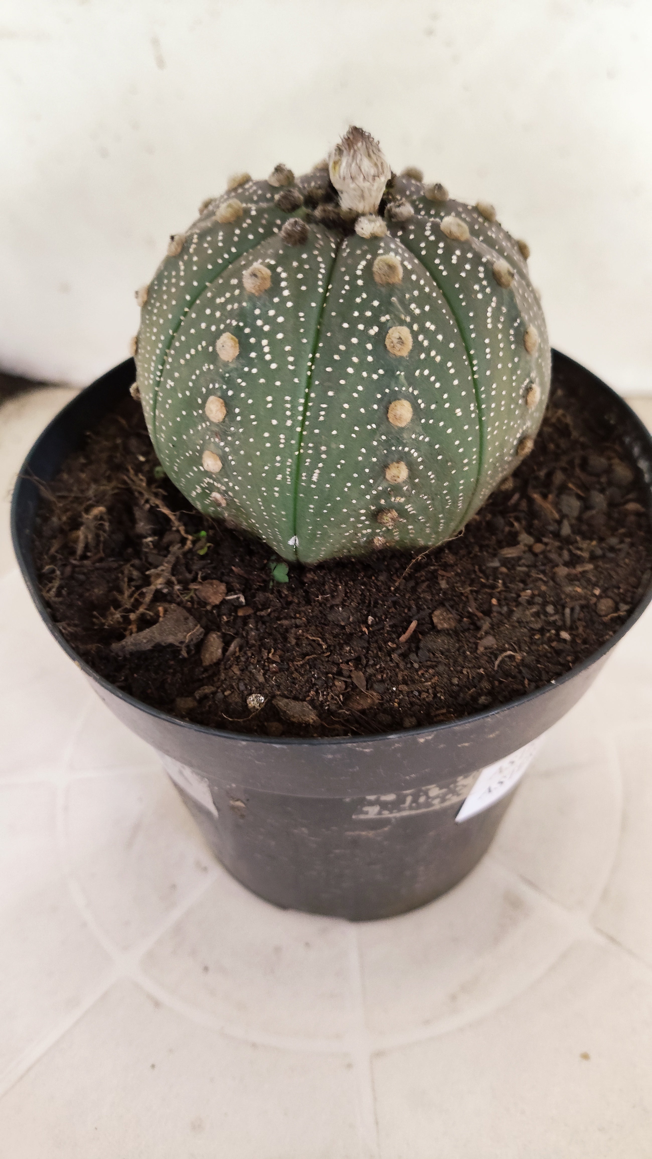 ASTROPHYTUM ASTERIAS “Purple”  Nº 1253 – vaso 15