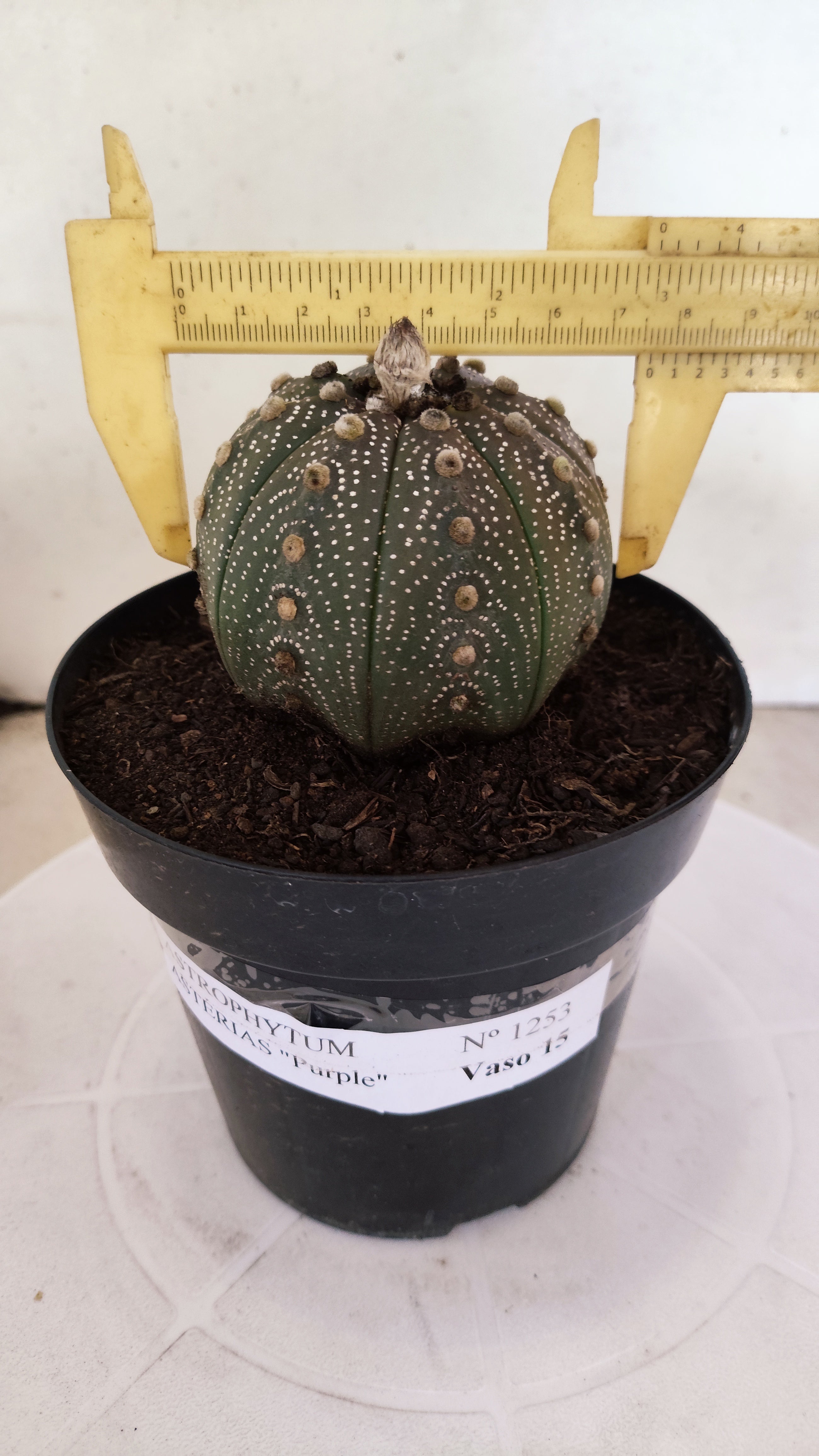 ASTROPHYTUM ASTERIAS “Purple”  Nº 1253 – vaso 15