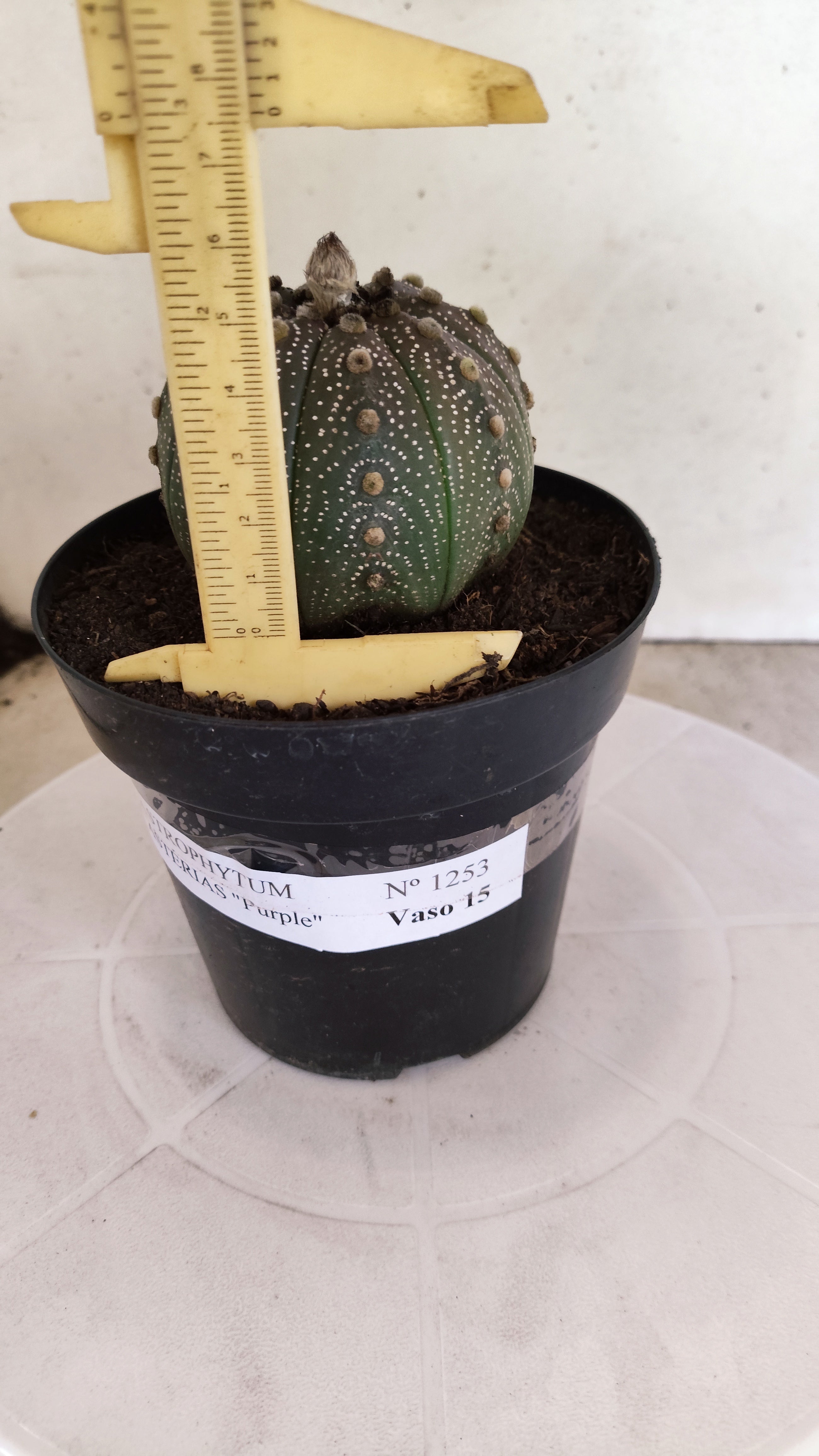 ASTROPHYTUM ASTERIAS “Purple”  Nº 1253 – vaso 15