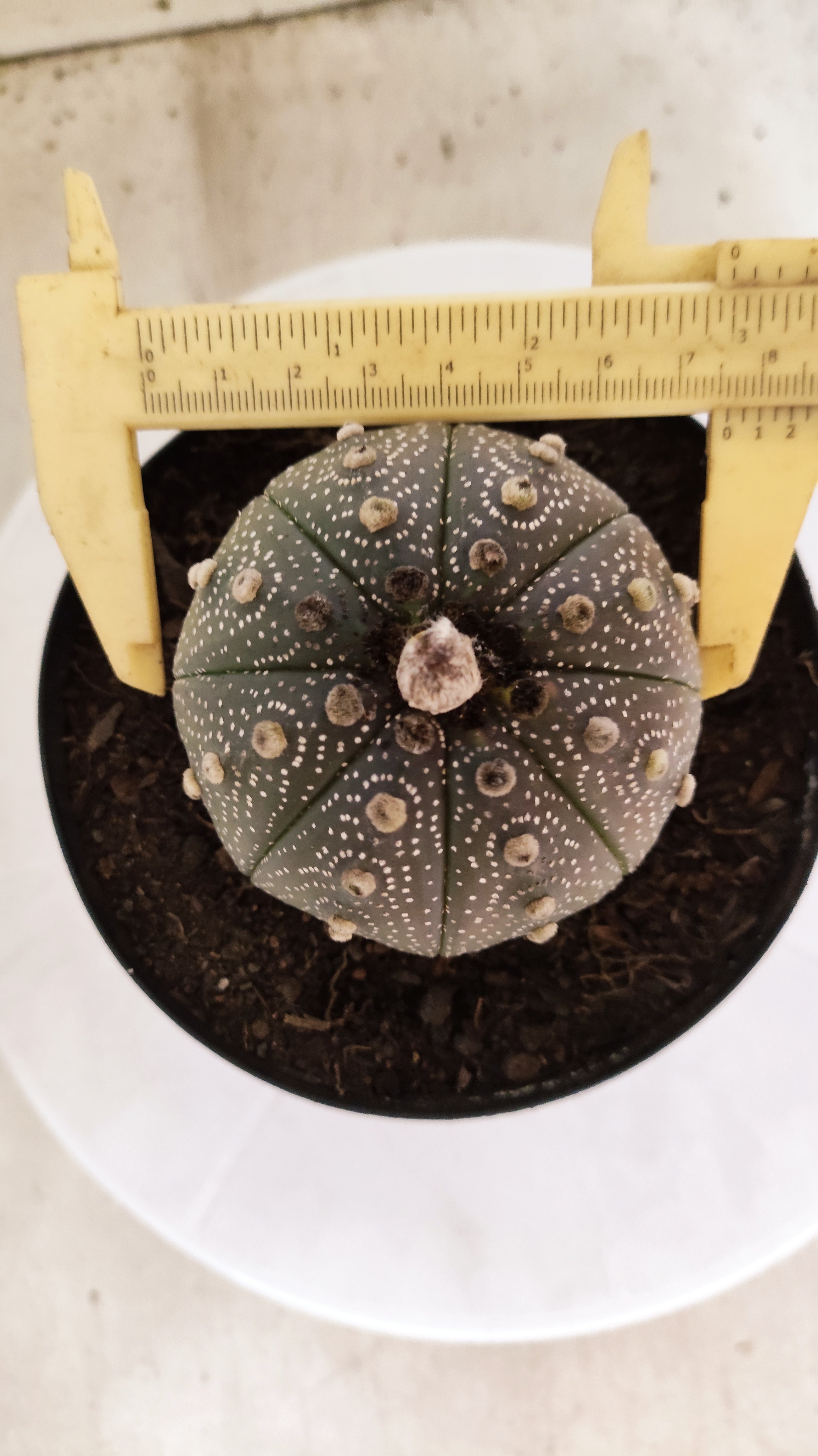 ASTROPHYTUM ASTERIAS “Purple”  Nº 1253 – vaso 15
