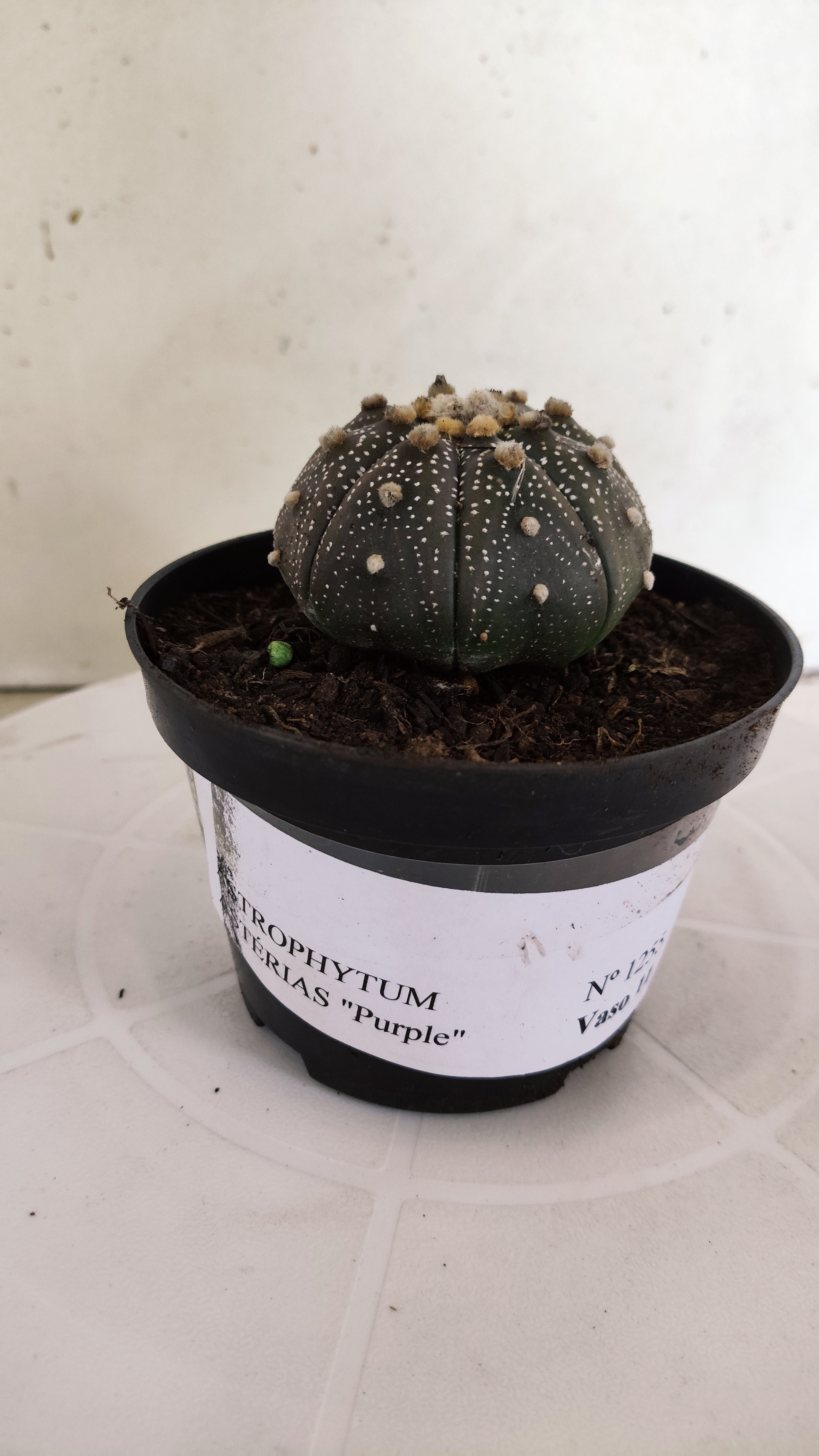 MATRIZ ASTROPHYTUM ASTÉRIAS "Purple" Nº 1255 – vaso 11
